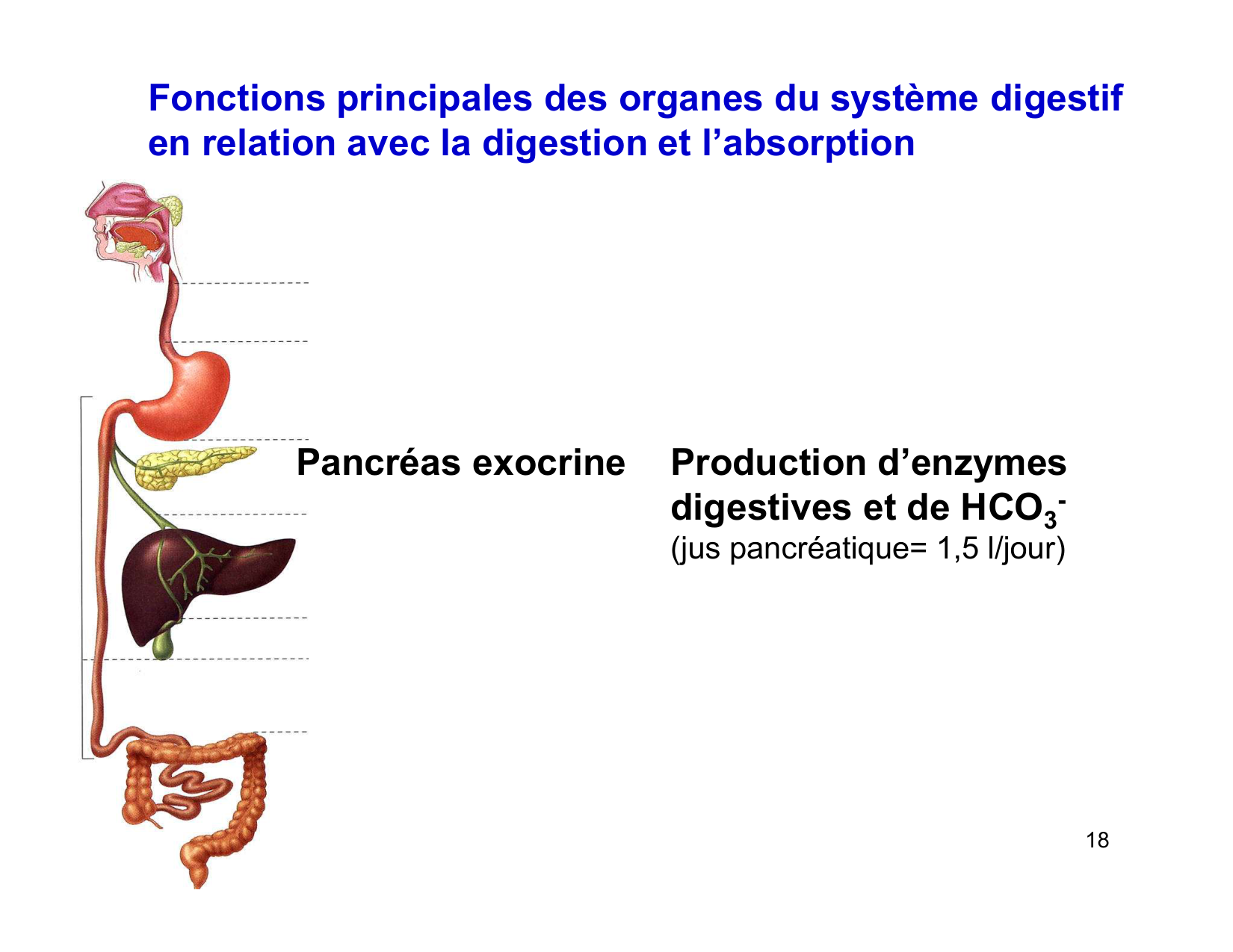 Digestion d’un repas page 18