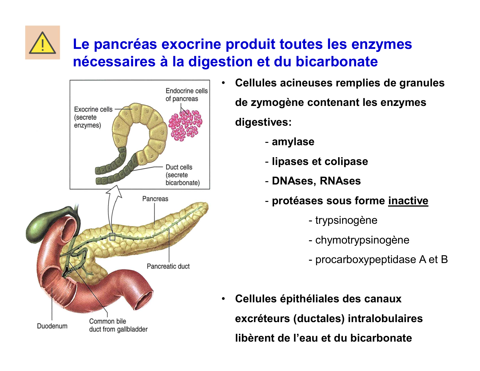 Digestion d’un repas page 19