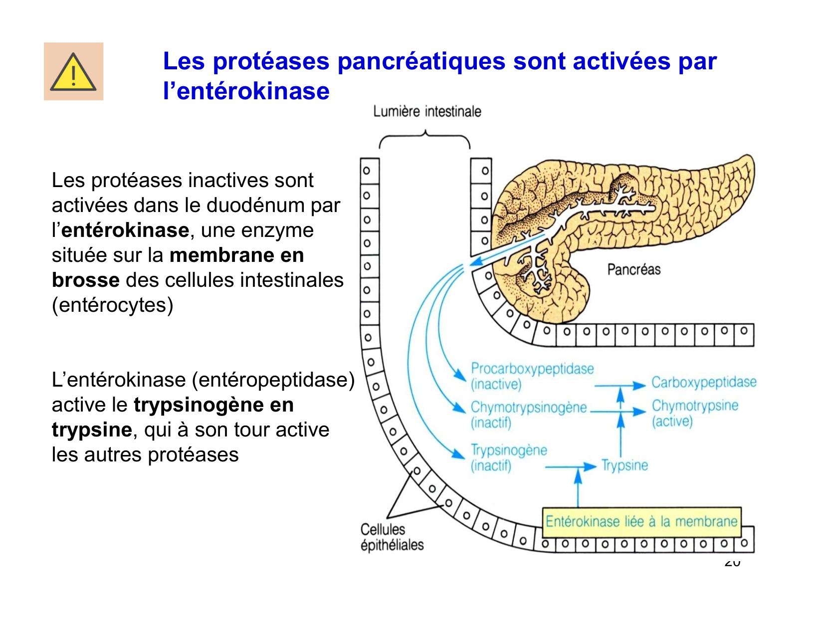 Digestion d’un repas page 20