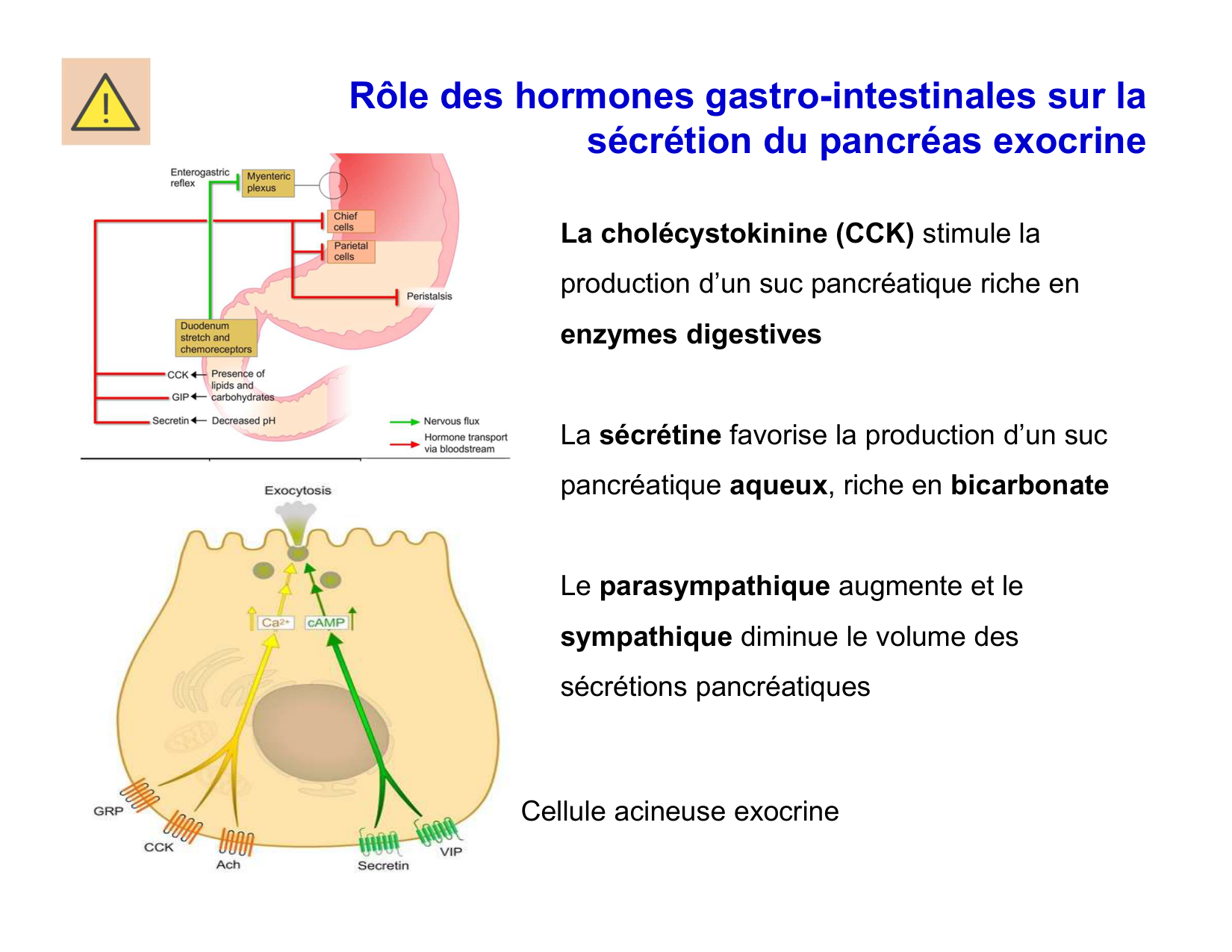 Digestion d’un repas page 21