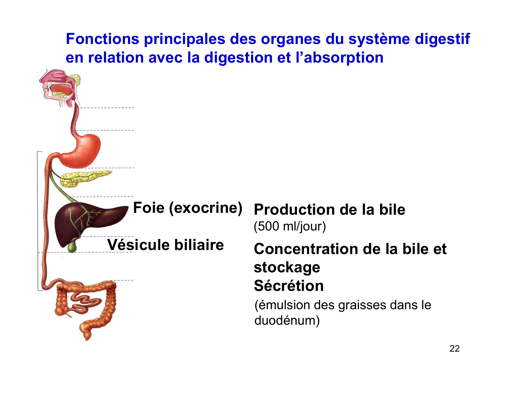 Digestion d’un repas page 22