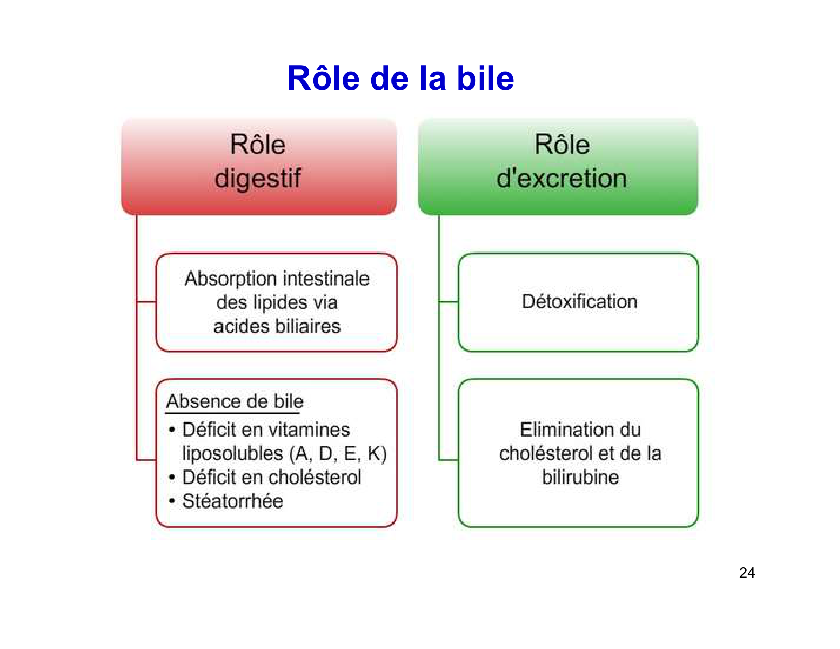 Digestion d’un repas page 24