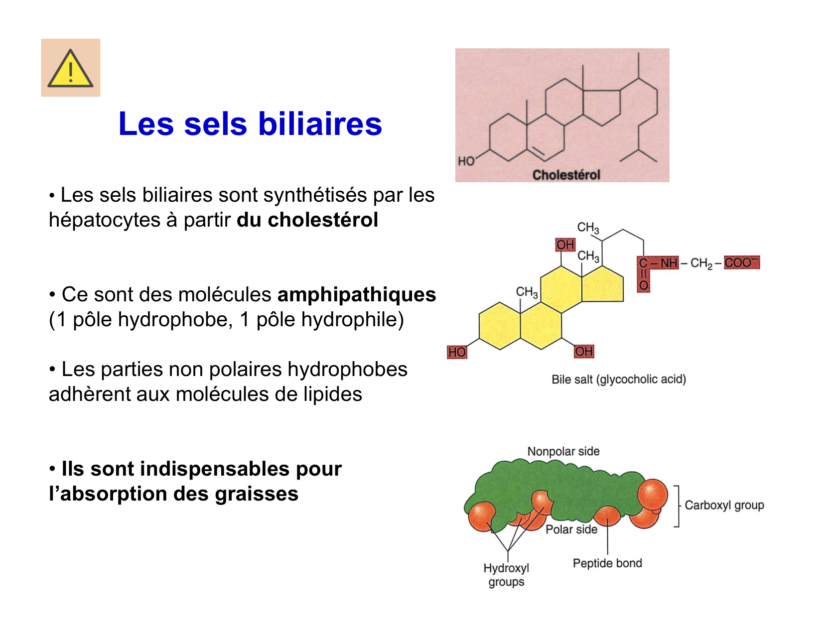 Digestion d’un repas page 25