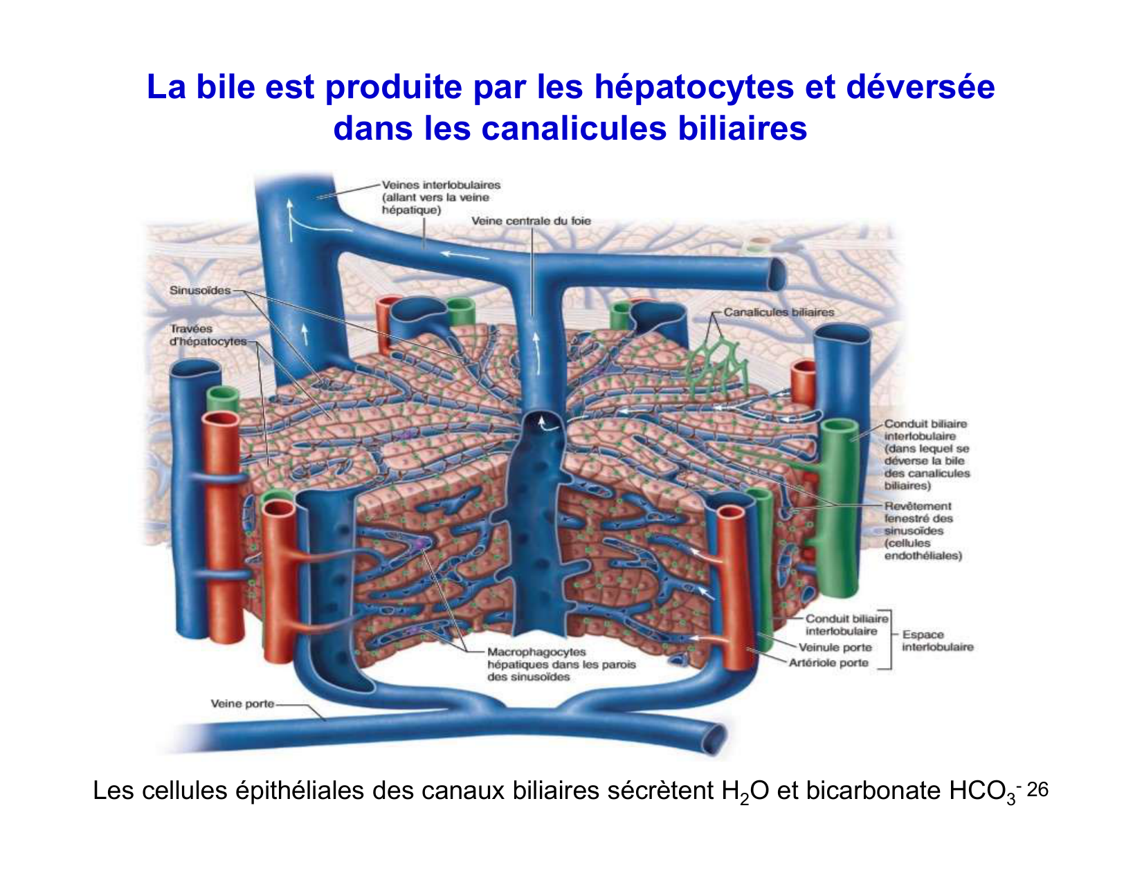 Digestion d’un repas page 26