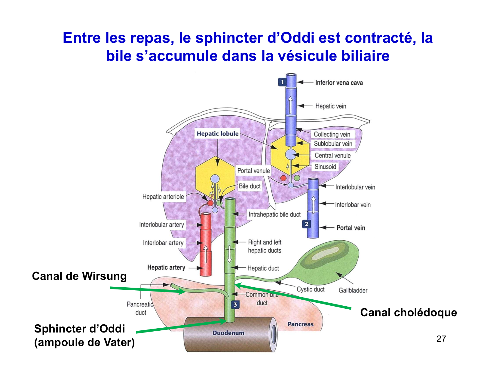 Digestion d’un repas page 27