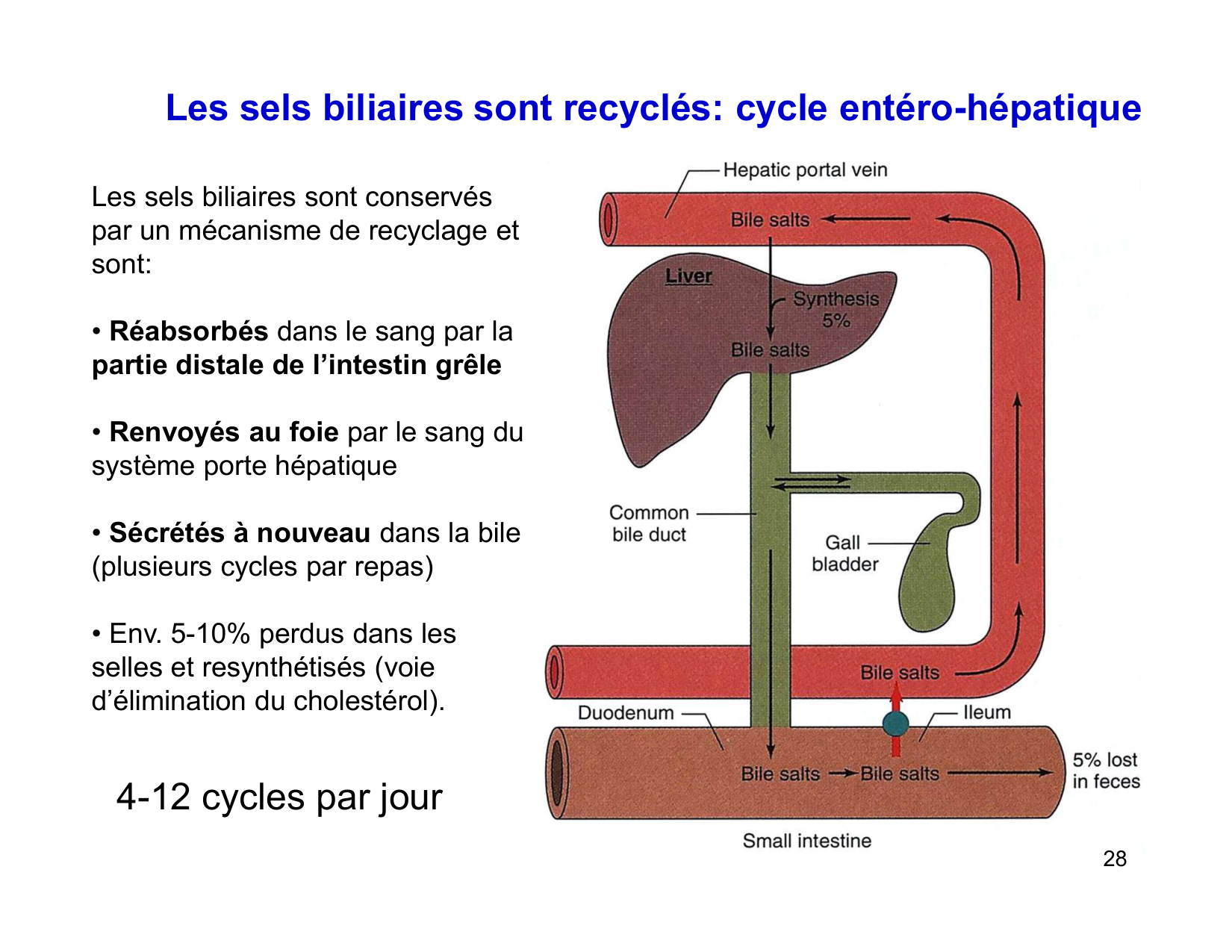 Digestion d’un repas page 28