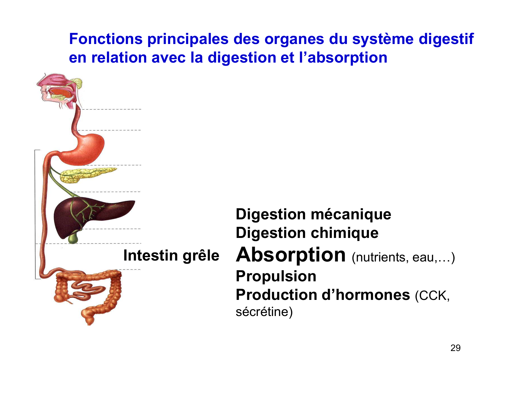 Digestion d’un repas page 29