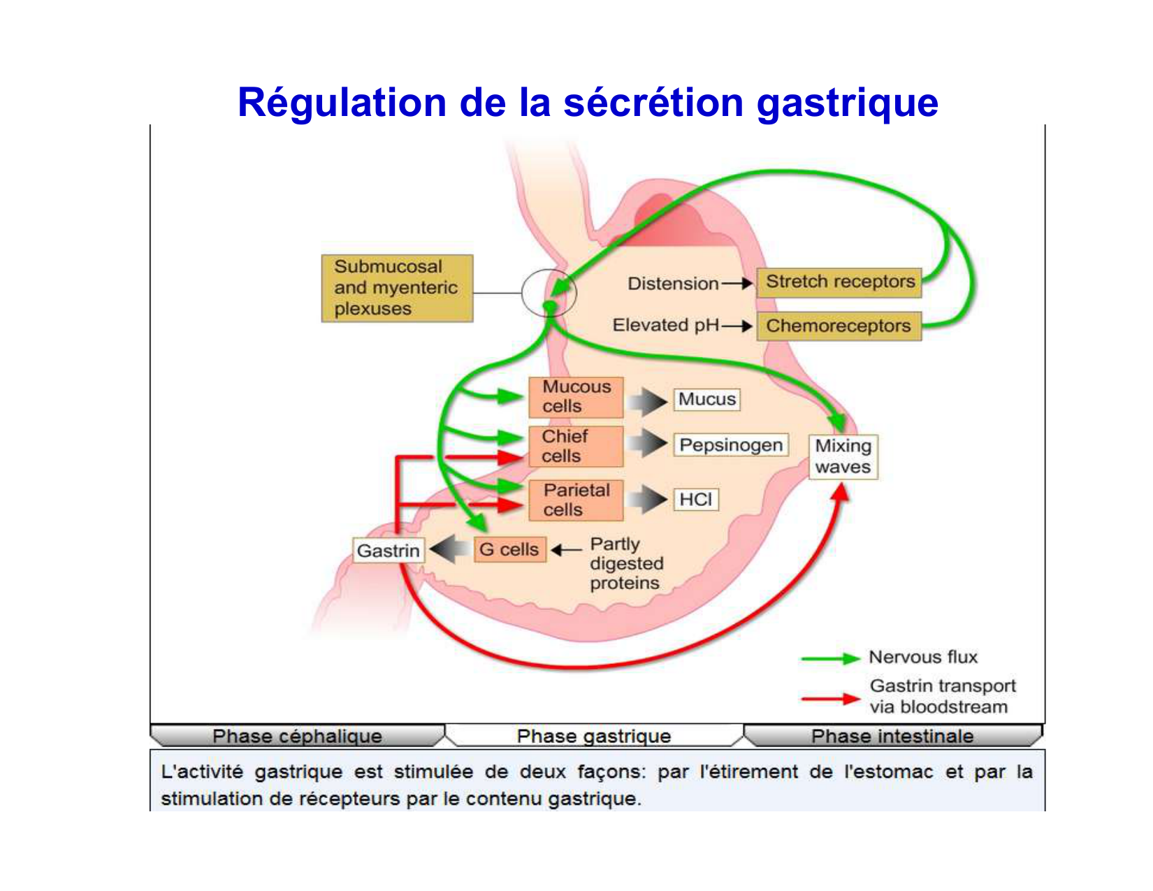 Digestion d’un repas page 32