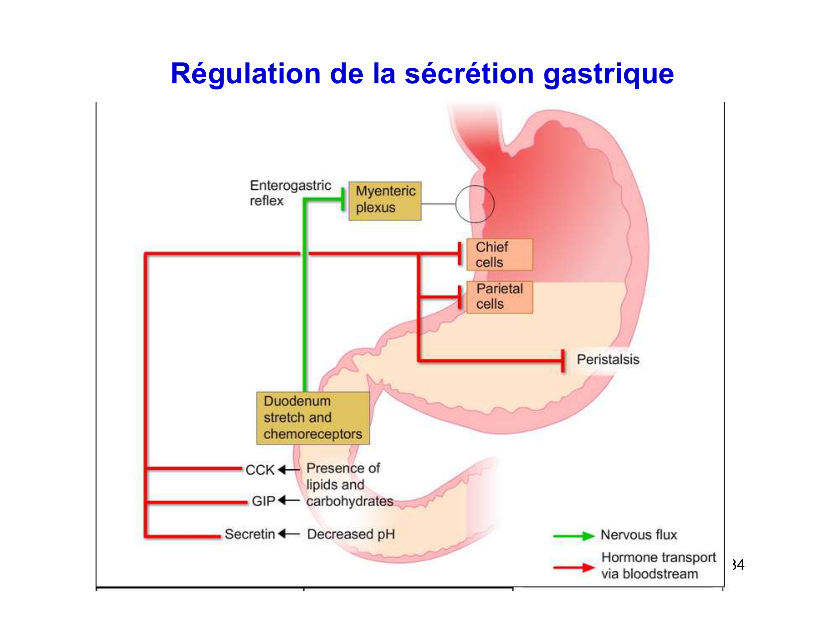 Digestion d’un repas page 34