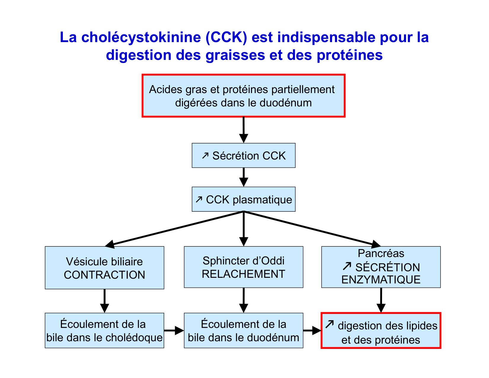 Digestion d’un repas page 35