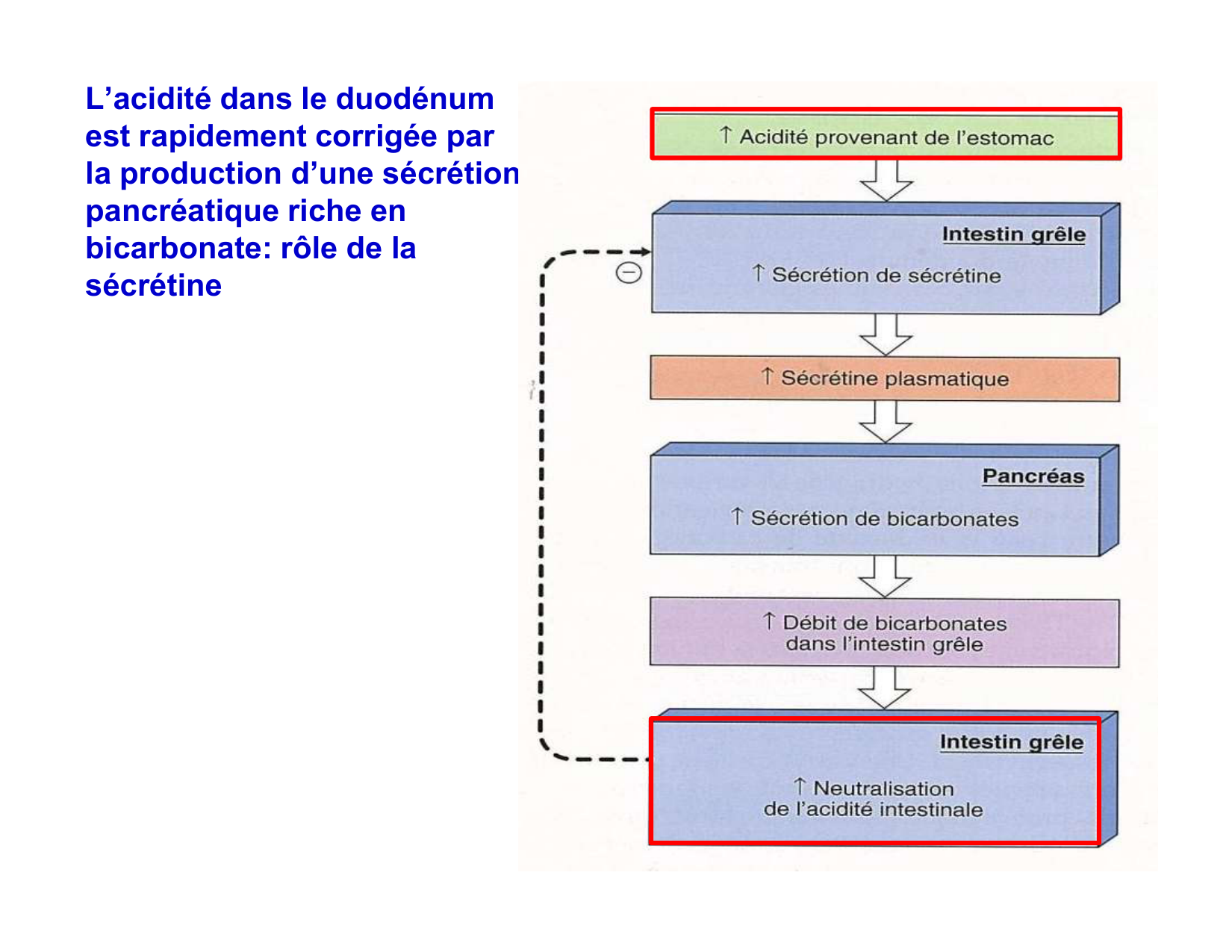 Digestion d’un repas page 36