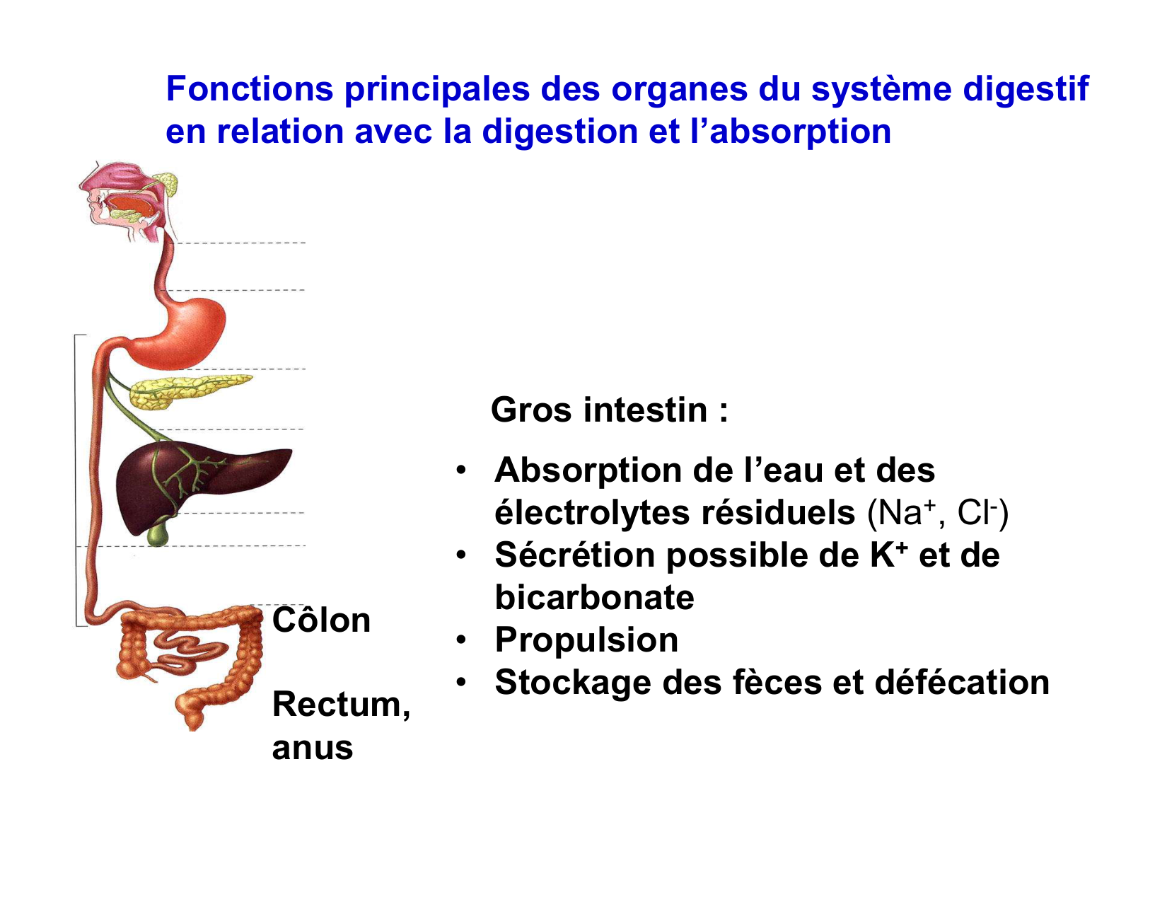 Digestion d’un repas page 38