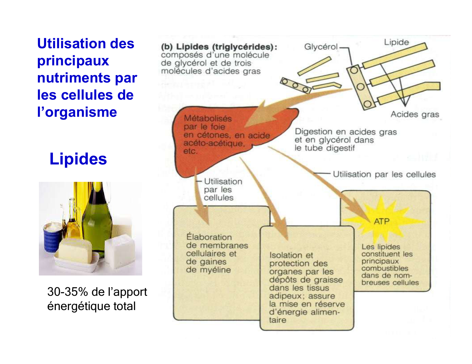 Digestion d’un repas page 41