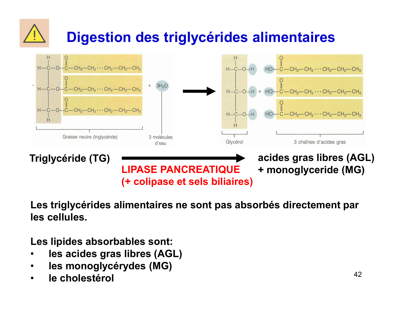 Digestion d’un repas page 42