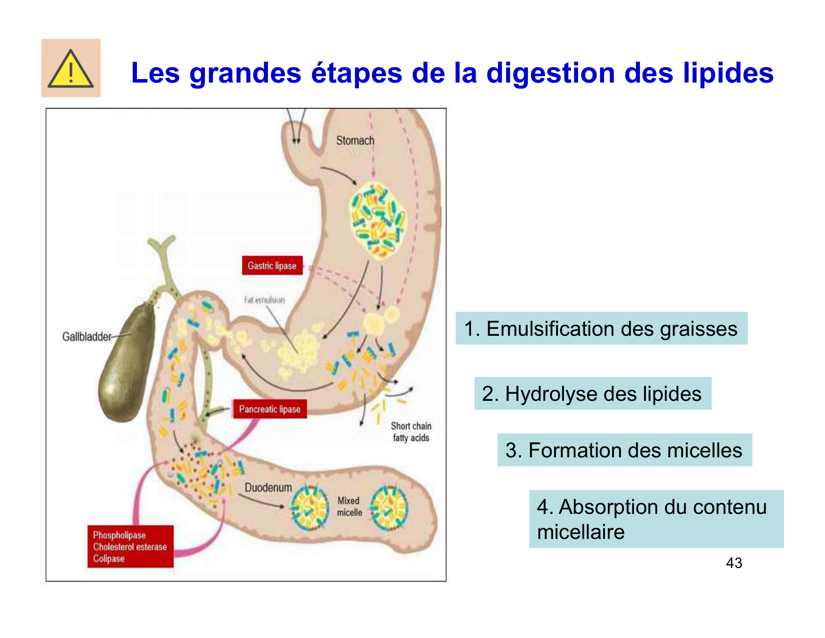 Digestion d’un repas page 43