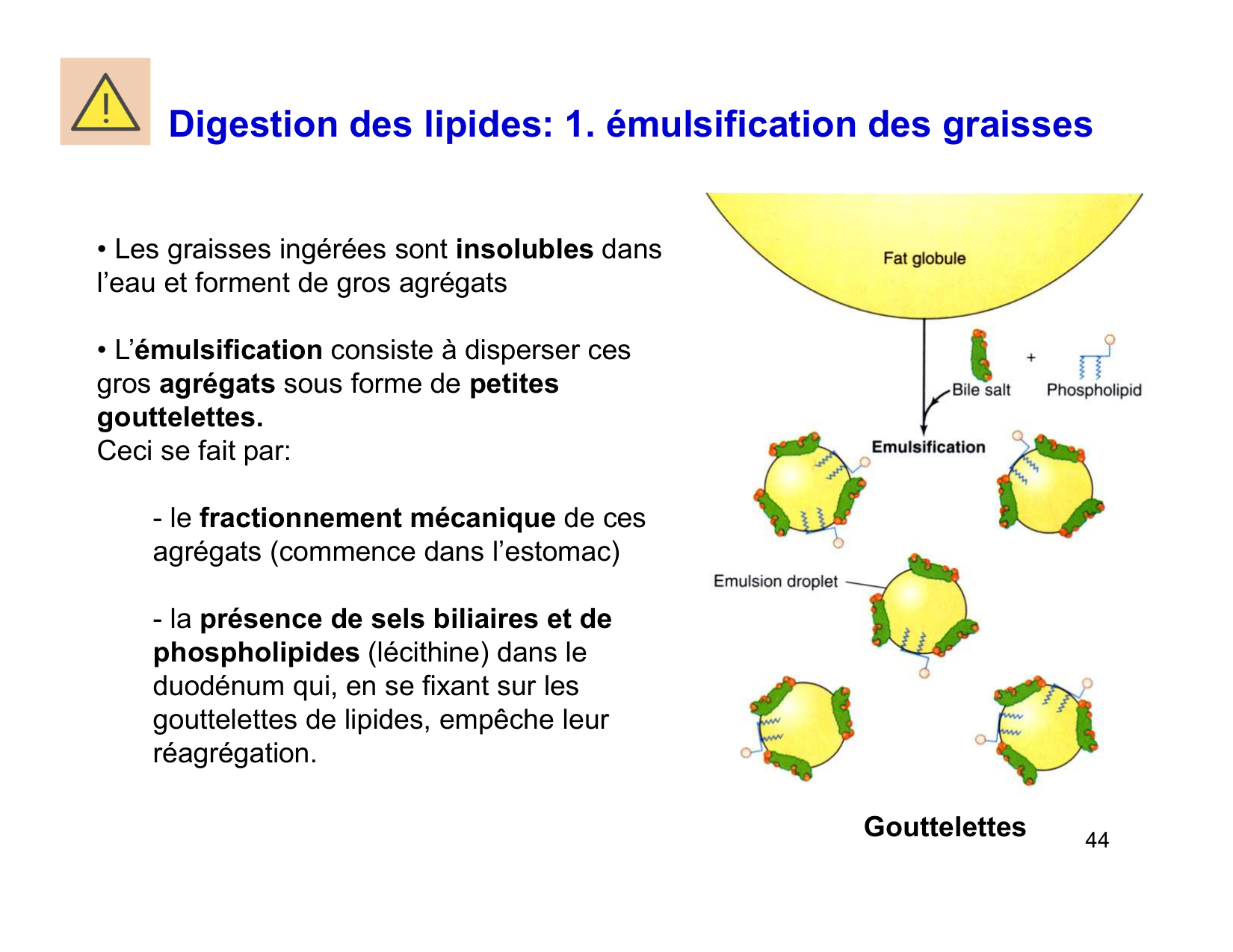 Digestion d’un repas page 44