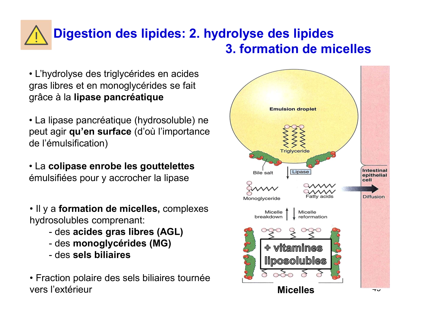 Digestion d’un repas page 45