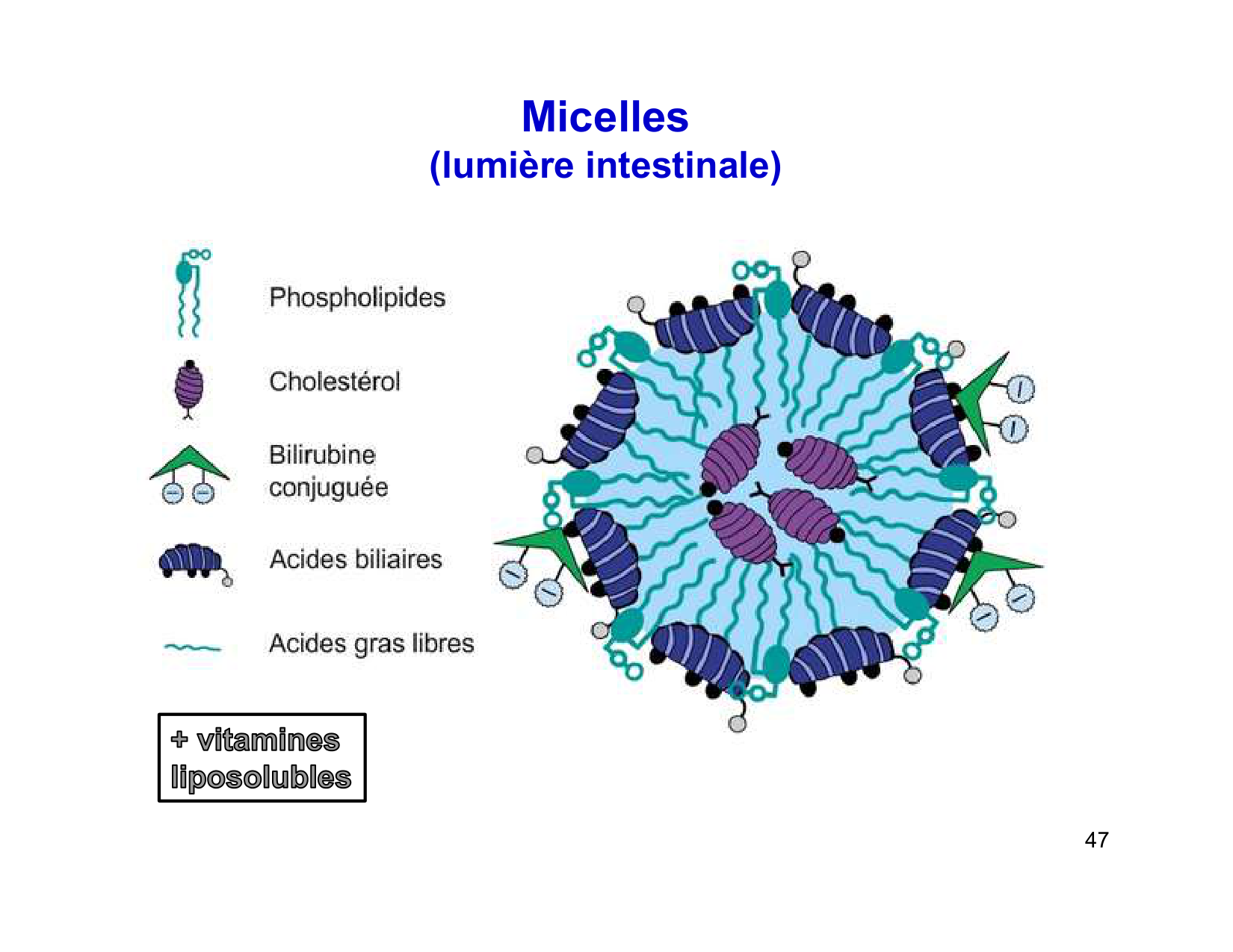Digestion d’un repas page 47