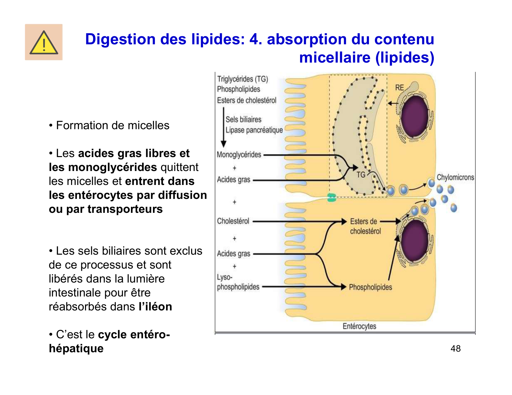 Digestion d’un repas page 48