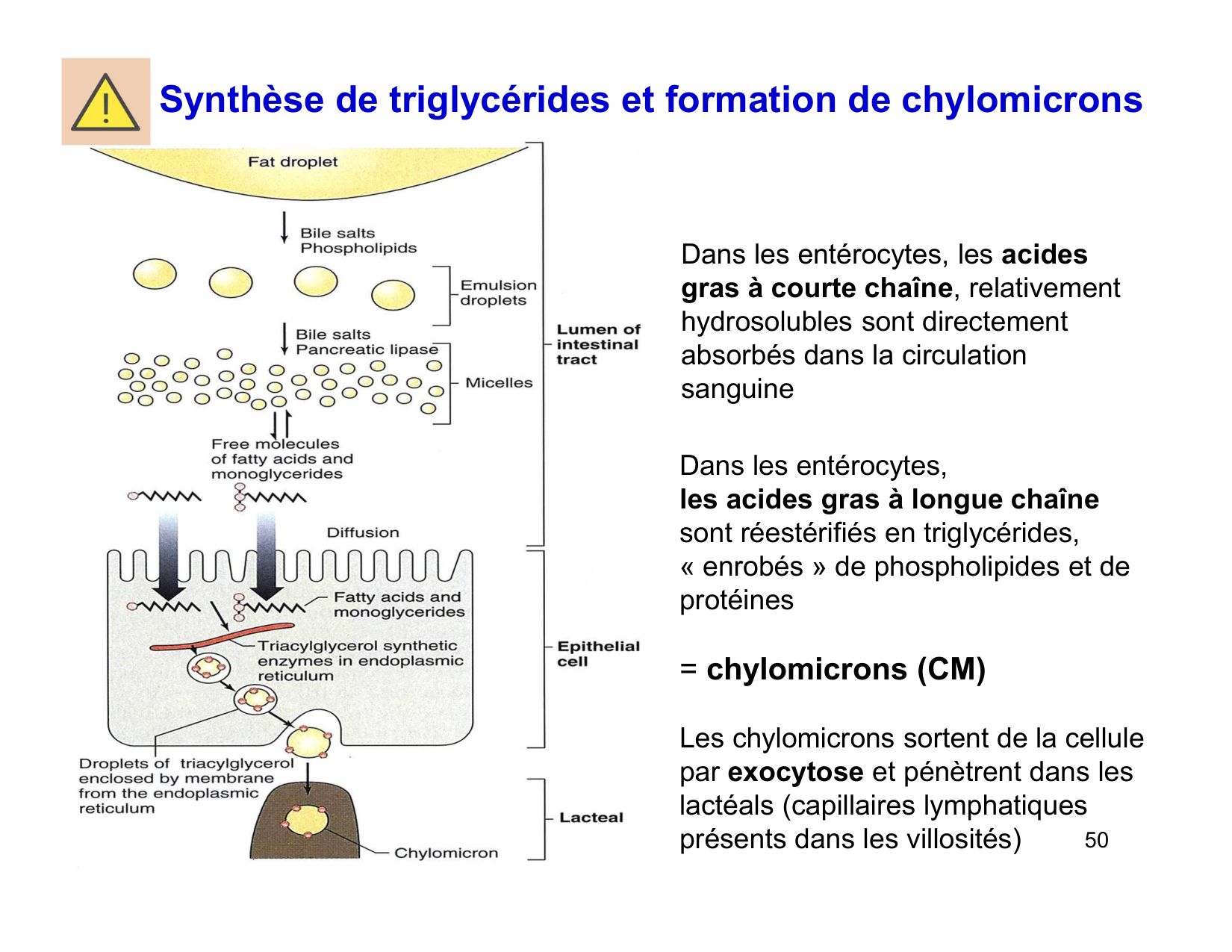 Digestion d’un repas page 50