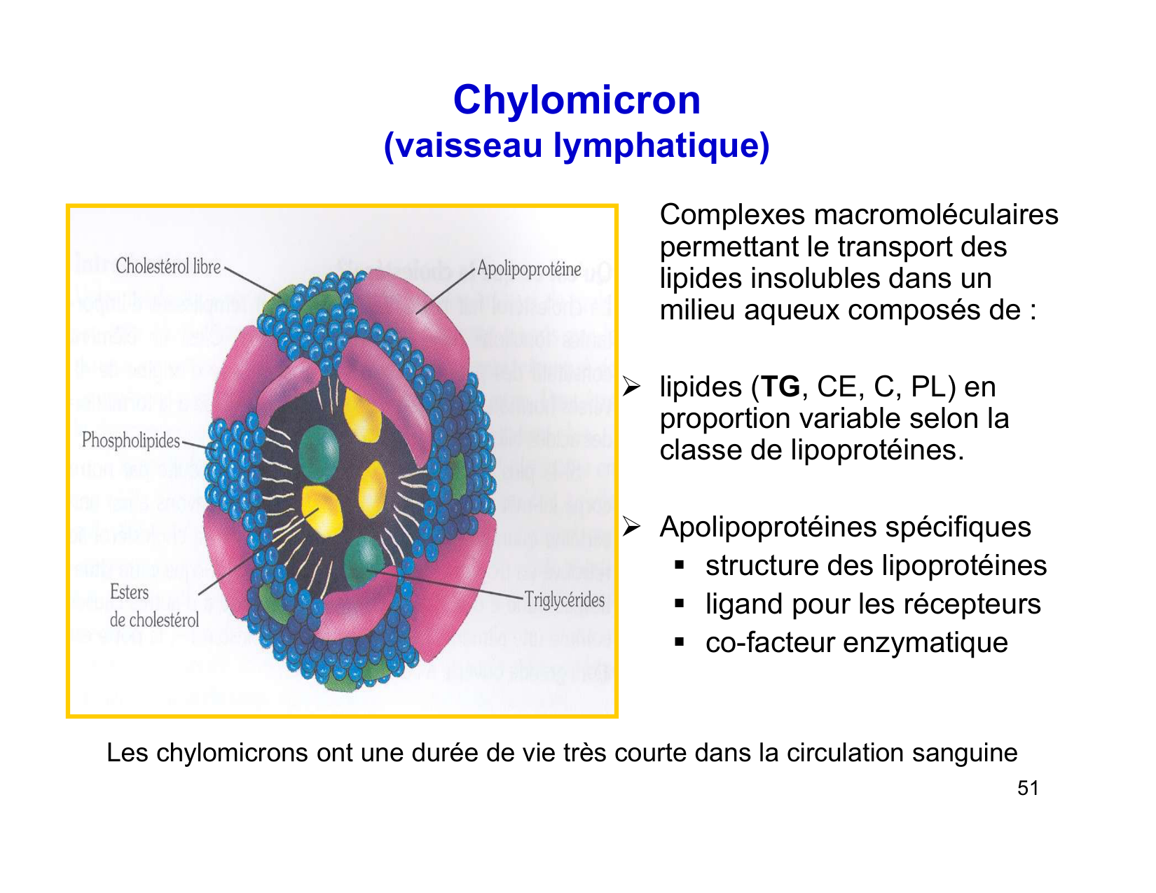 Digestion d’un repas page 51