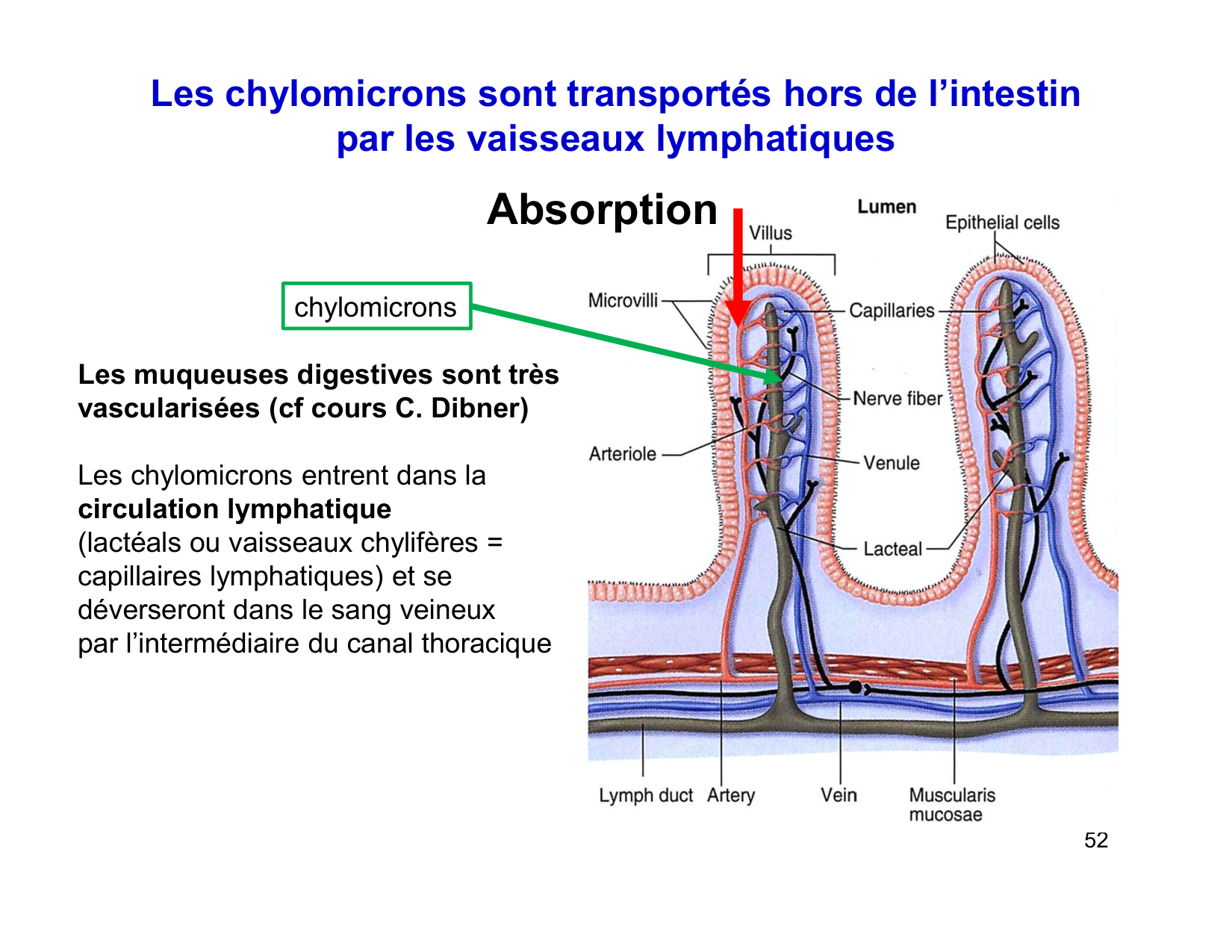 Digestion d’un repas page 52