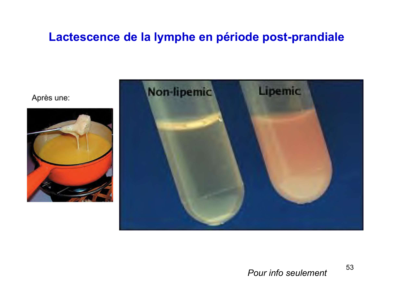 Digestion d’un repas page 53