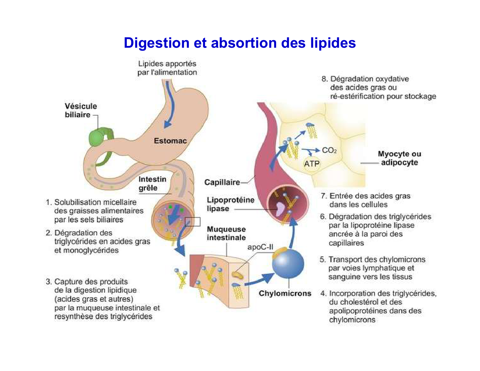 Digestion d’un repas page 54
