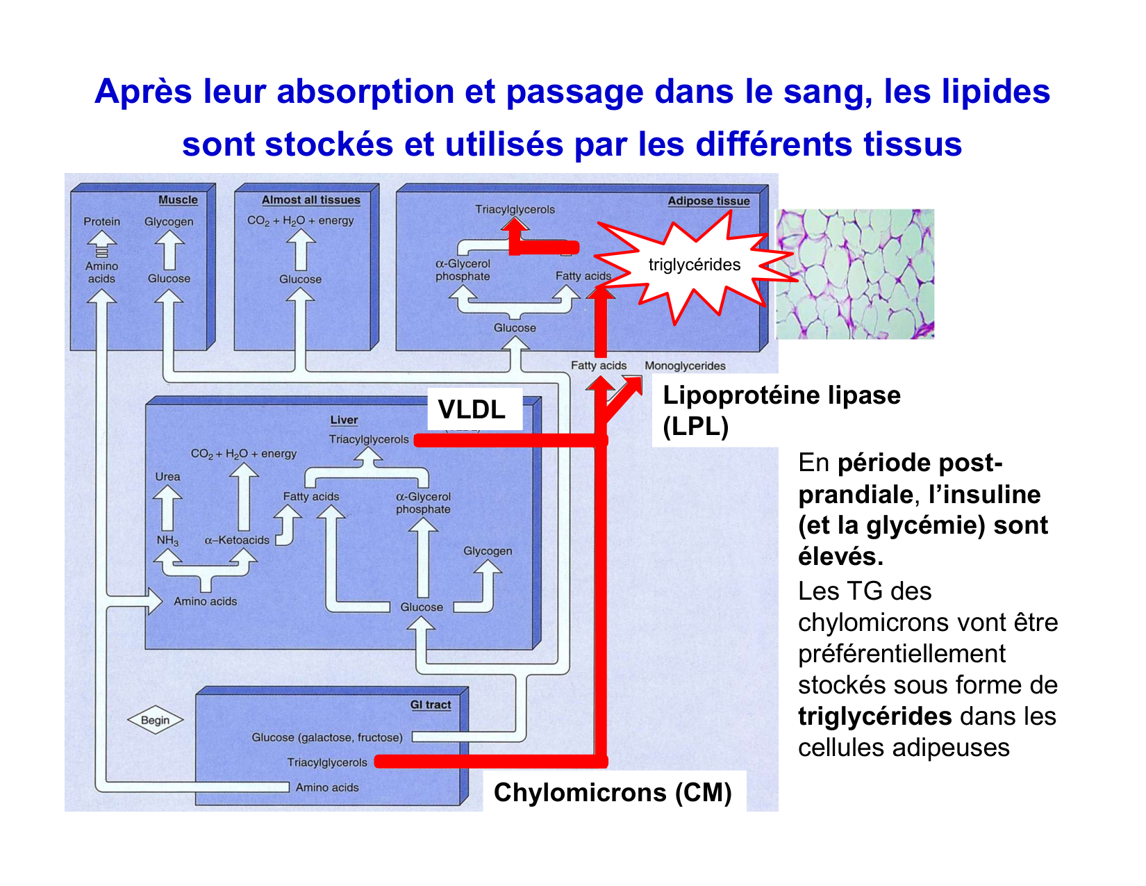 Digestion d’un repas page 55
