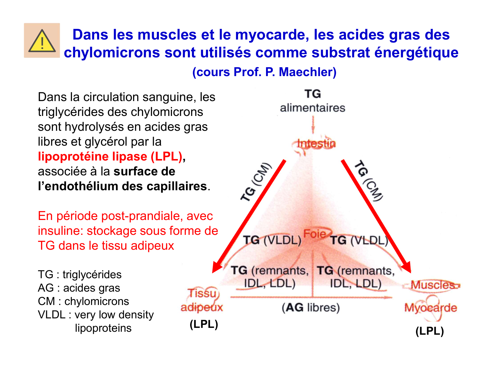 Digestion d’un repas page 56