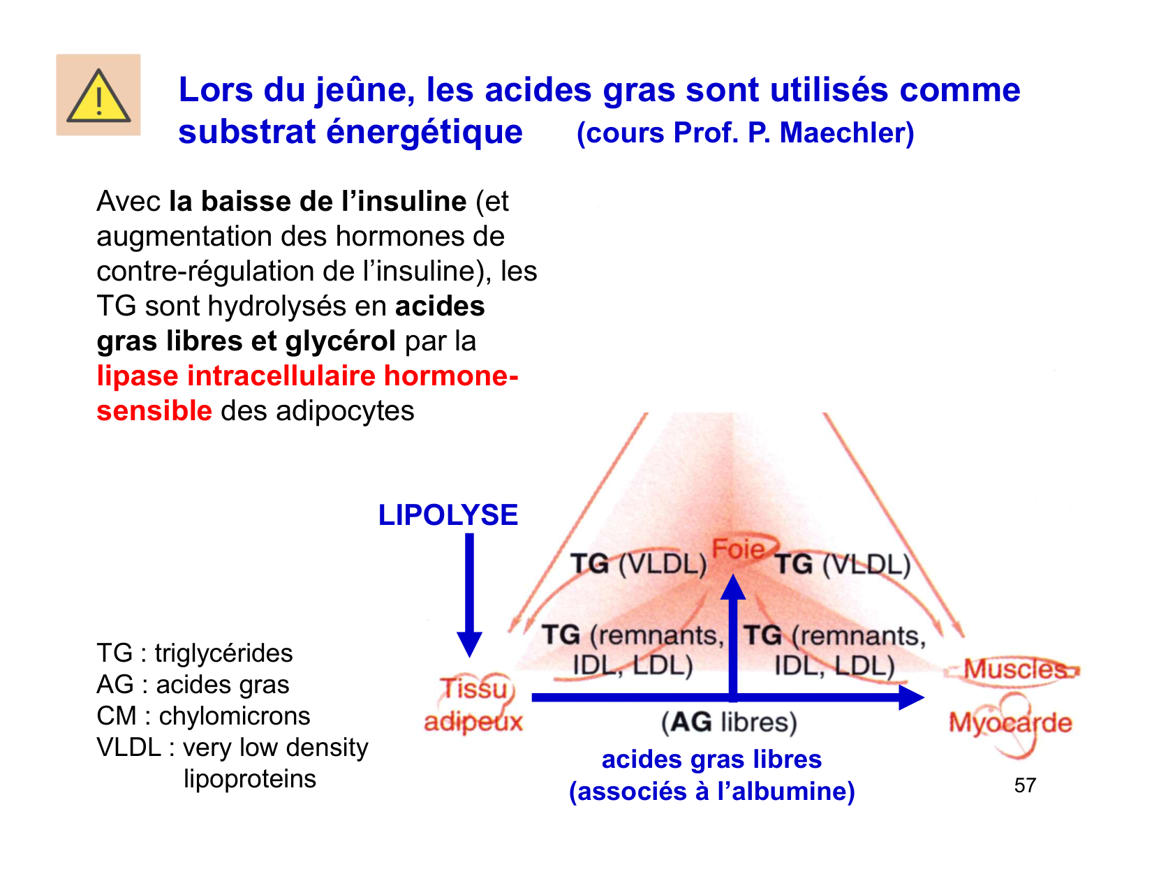 Digestion d’un repas page 57