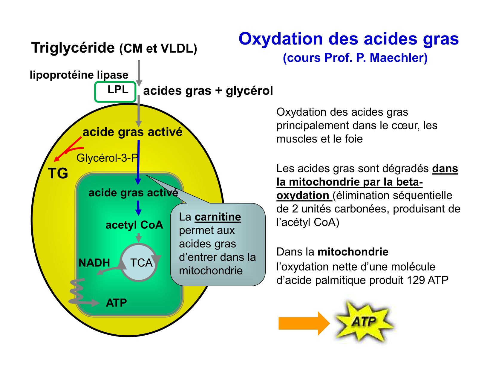 Digestion d’un repas page 58