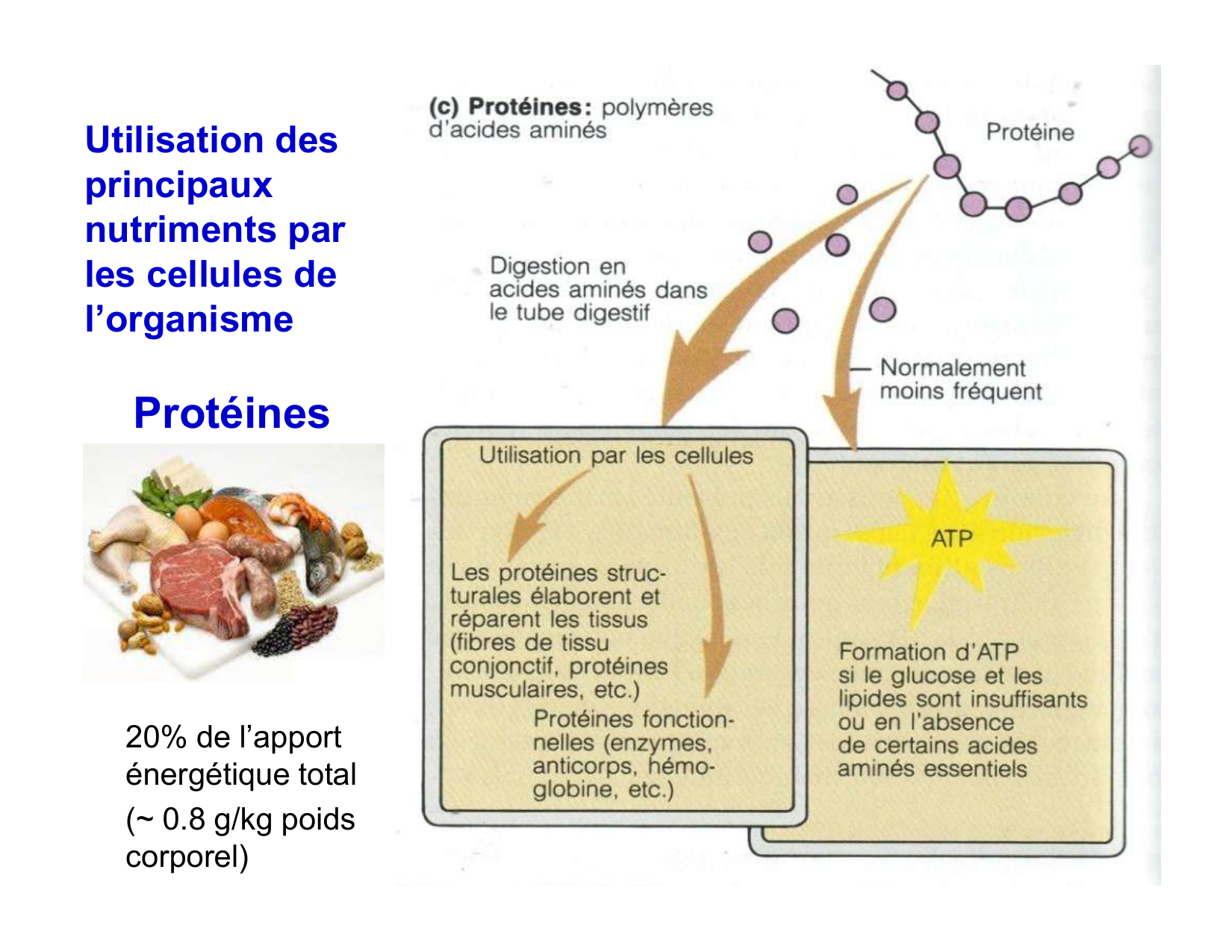 Digestion d’un repas page 59