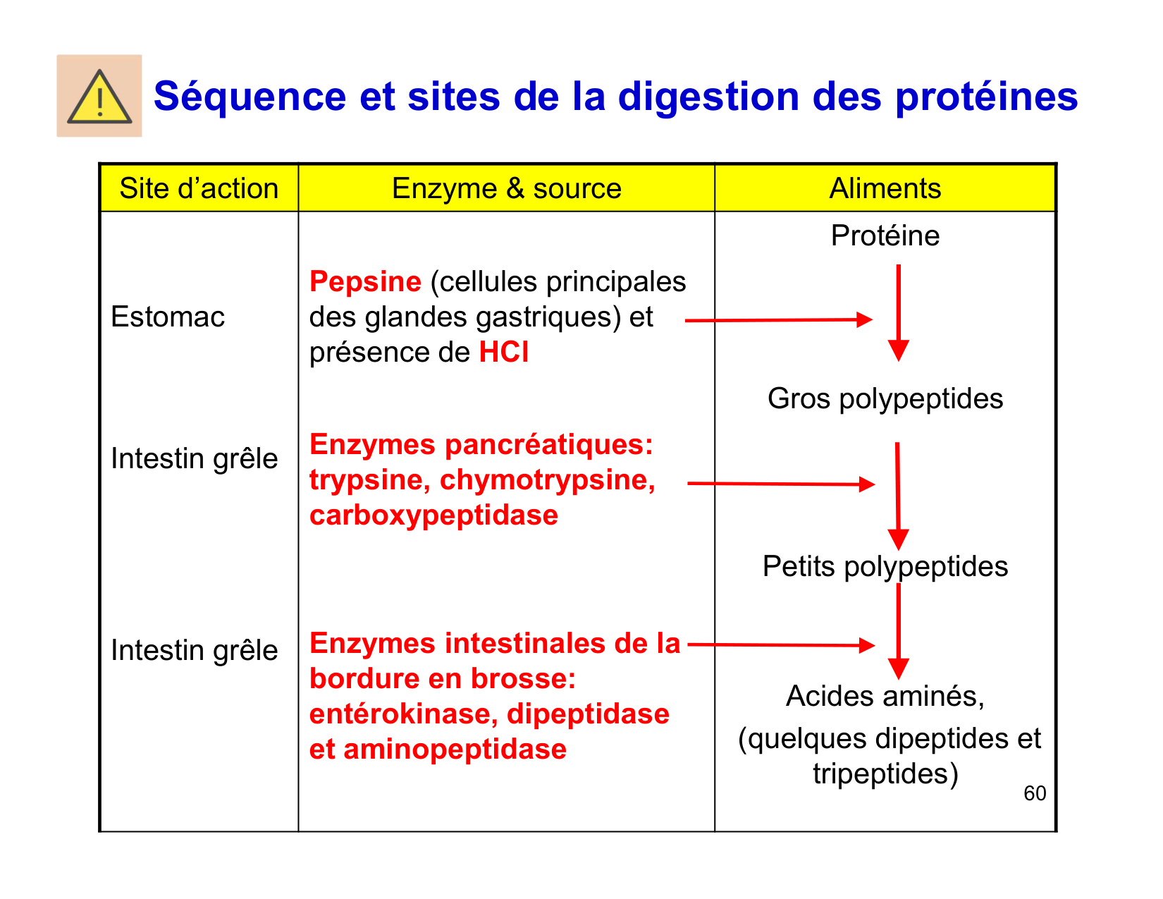 Digestion d’un repas page 60