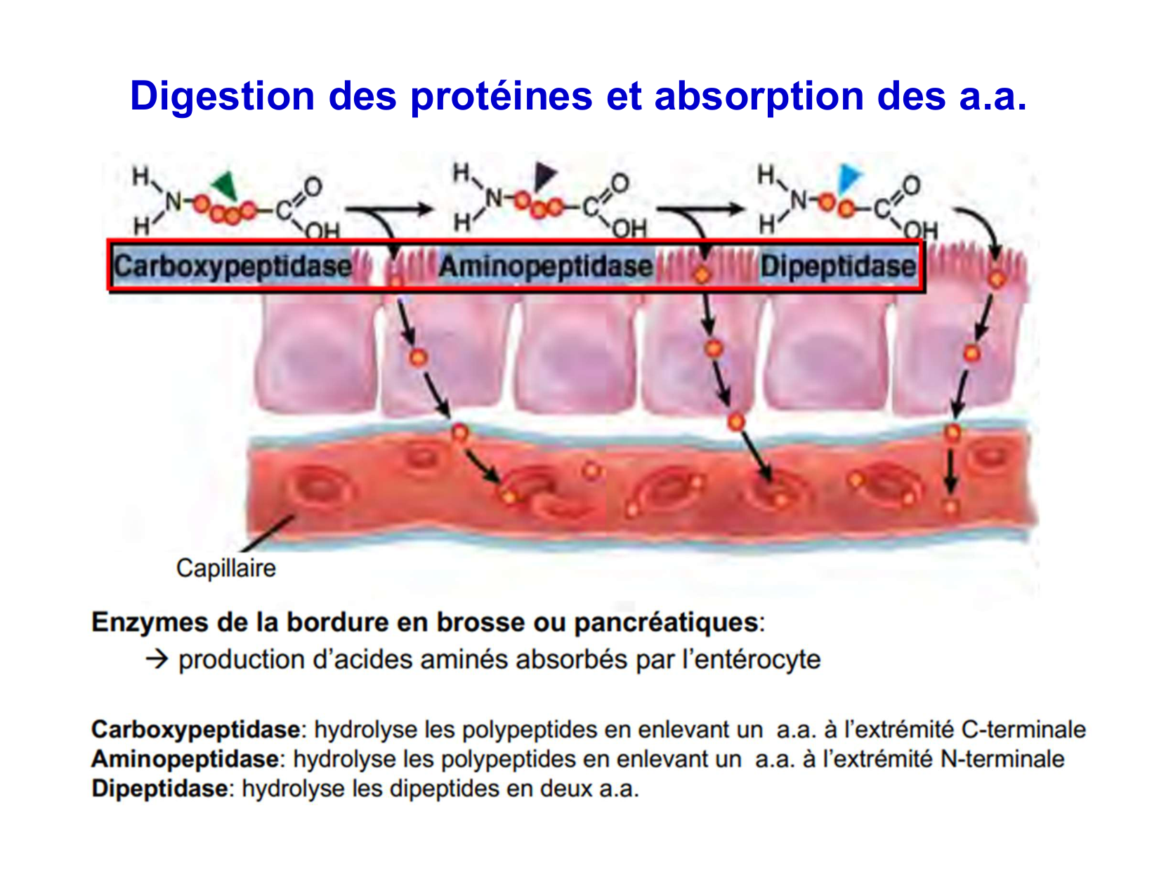 Digestion d’un repas page 61