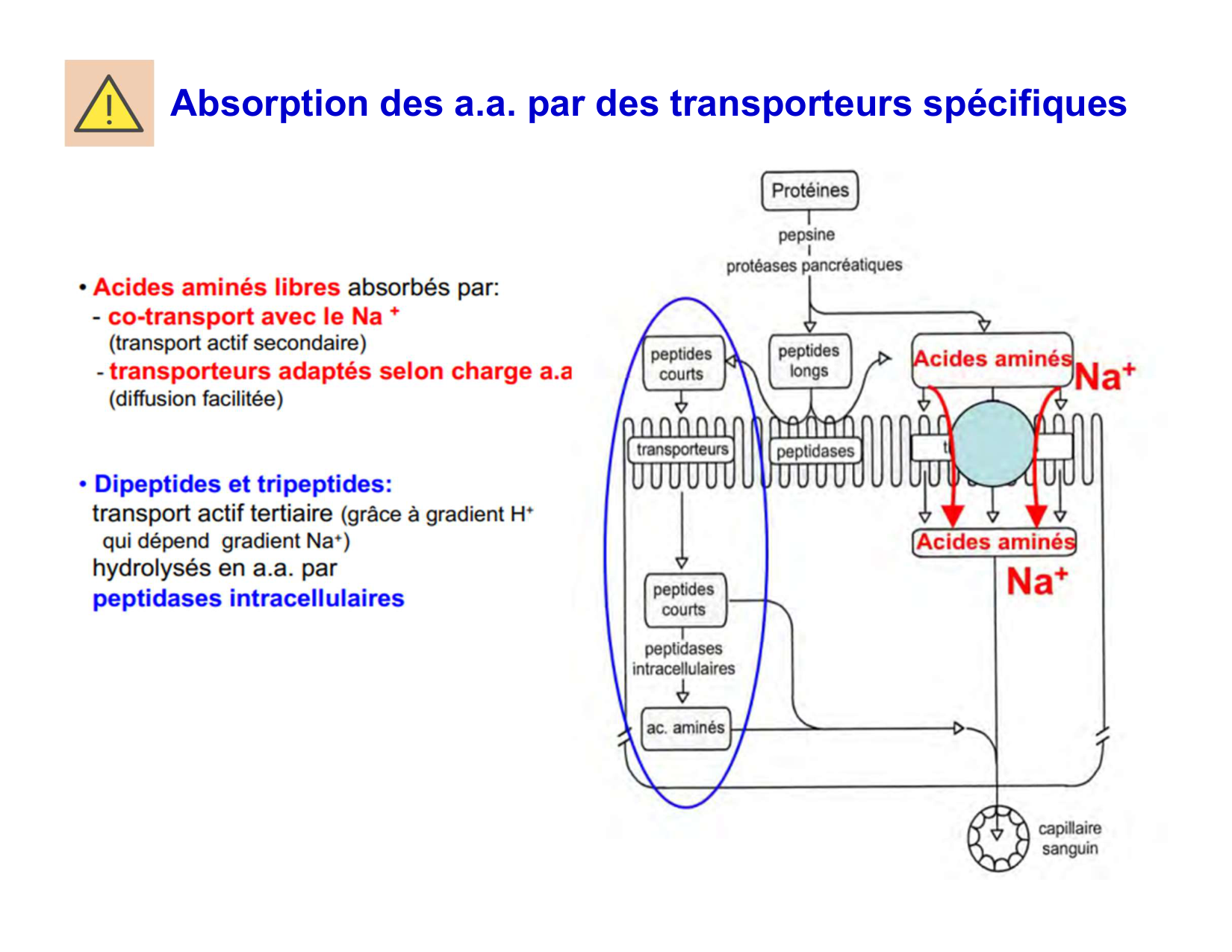 Digestion d’un repas page 62