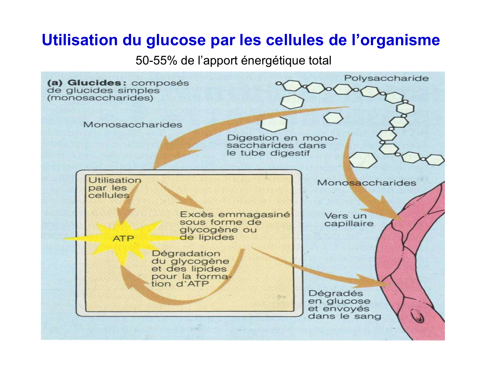 Digestion d’un repas page 64
