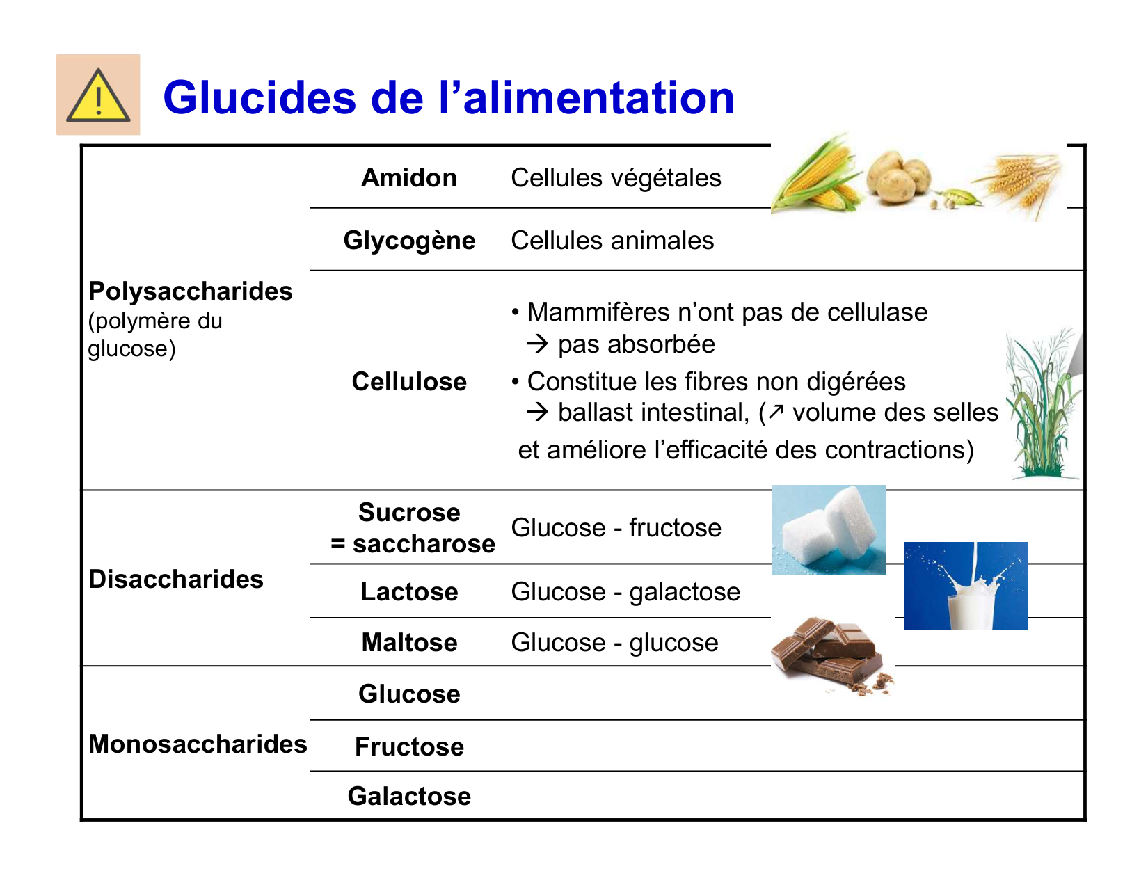 Digestion d’un repas page 65