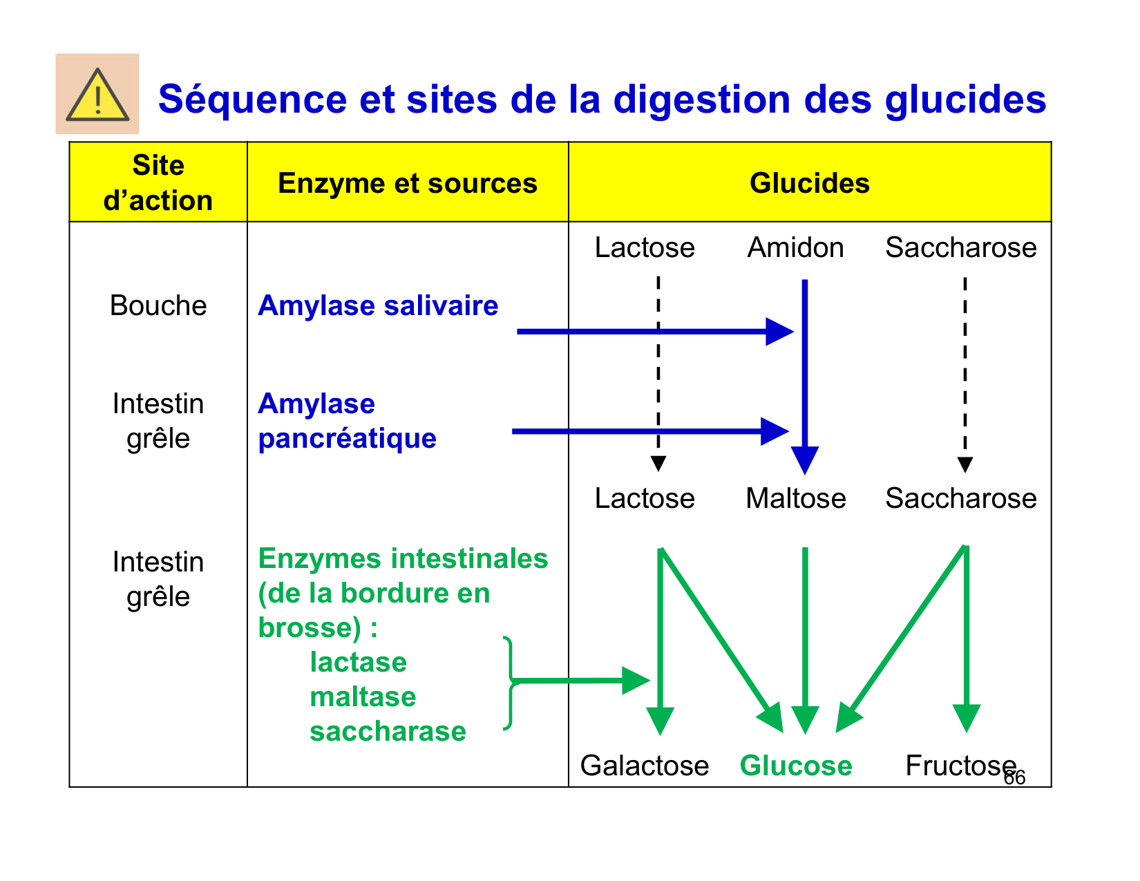 Digestion d’un repas page 66