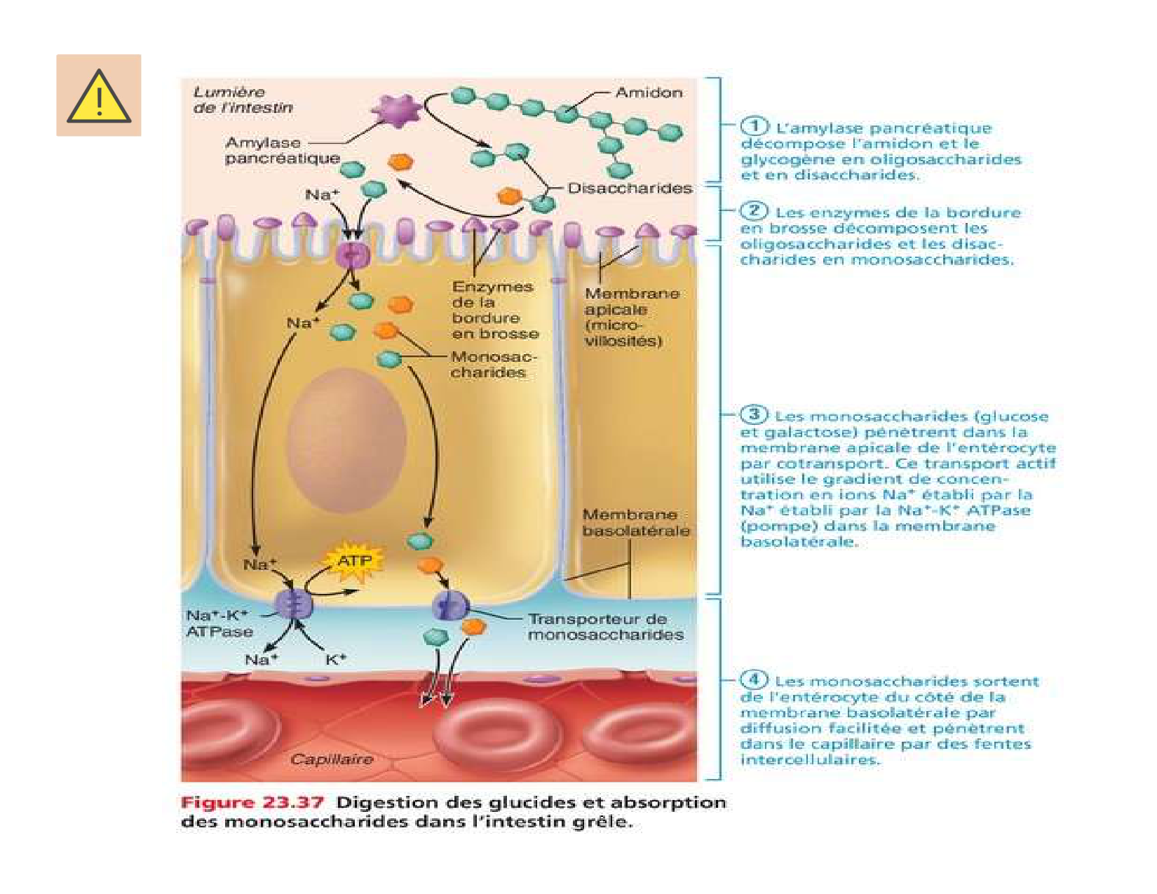 Digestion d’un repas page 67