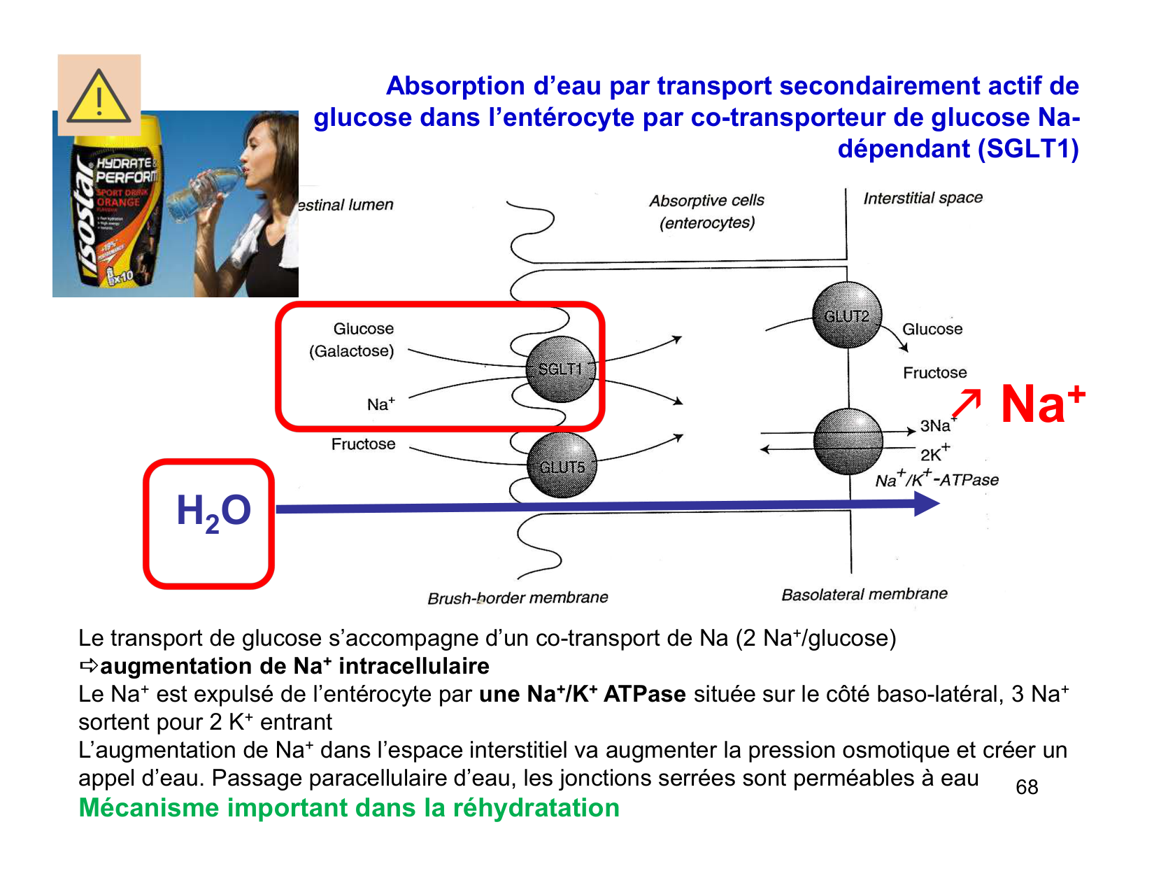 Digestion d’un repas page 68