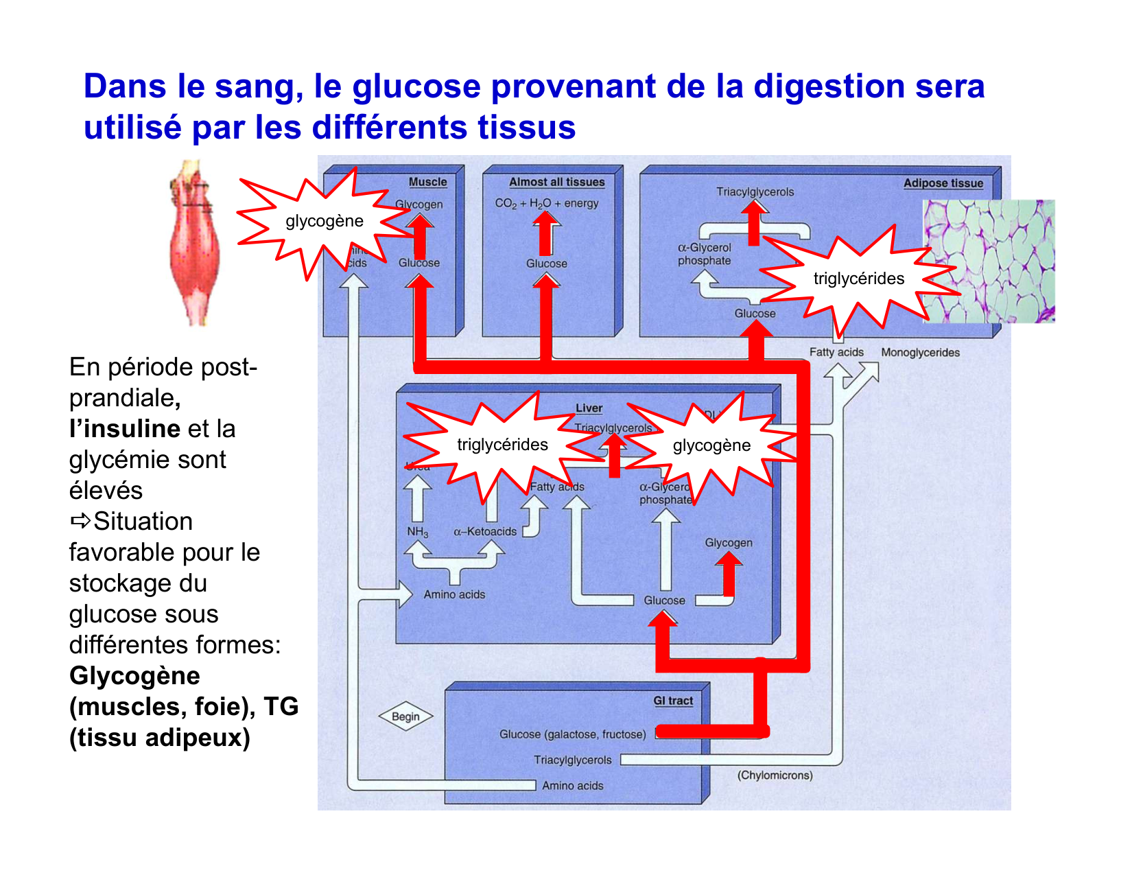 Digestion d’un repas page 69