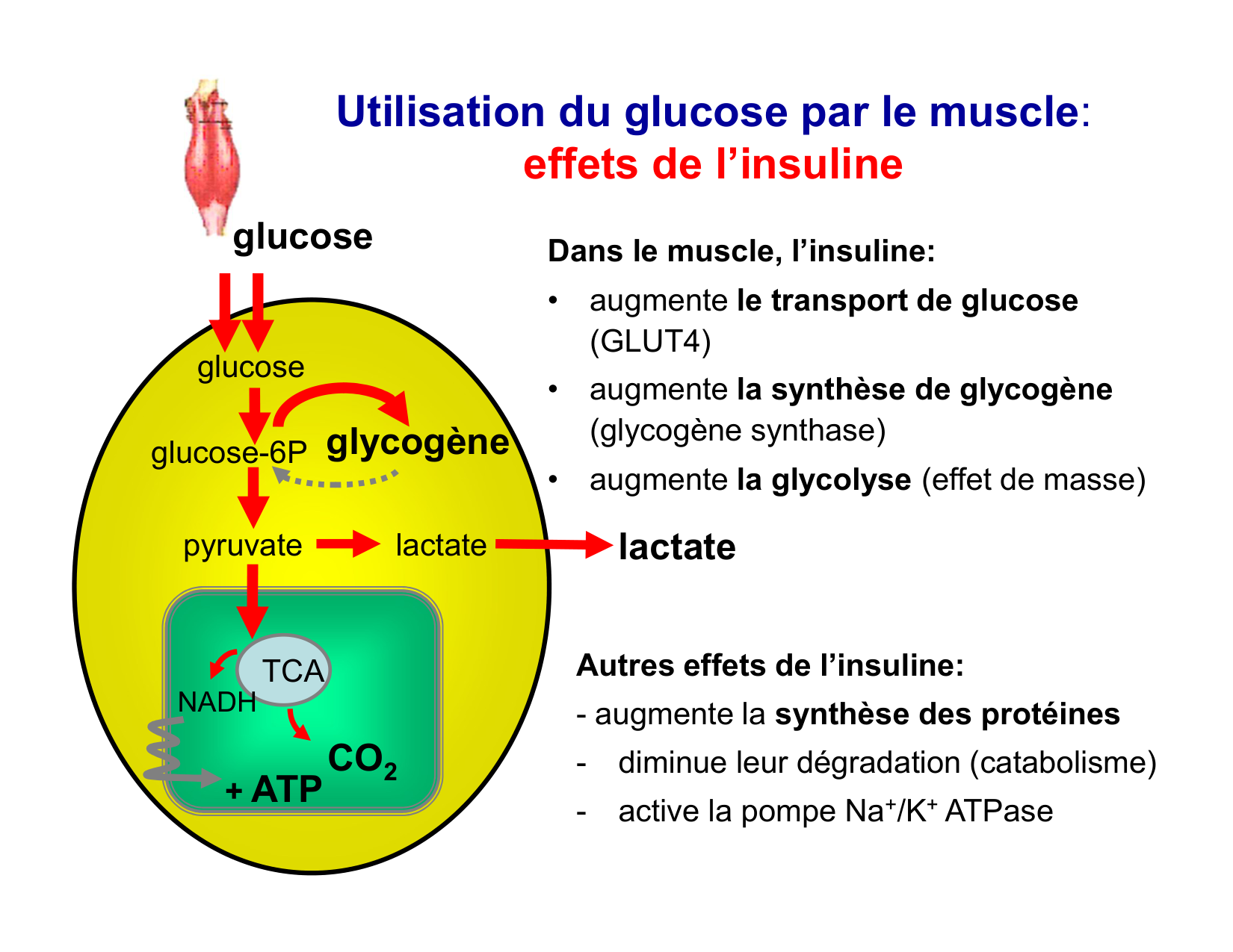 Digestion d’un repas page 70