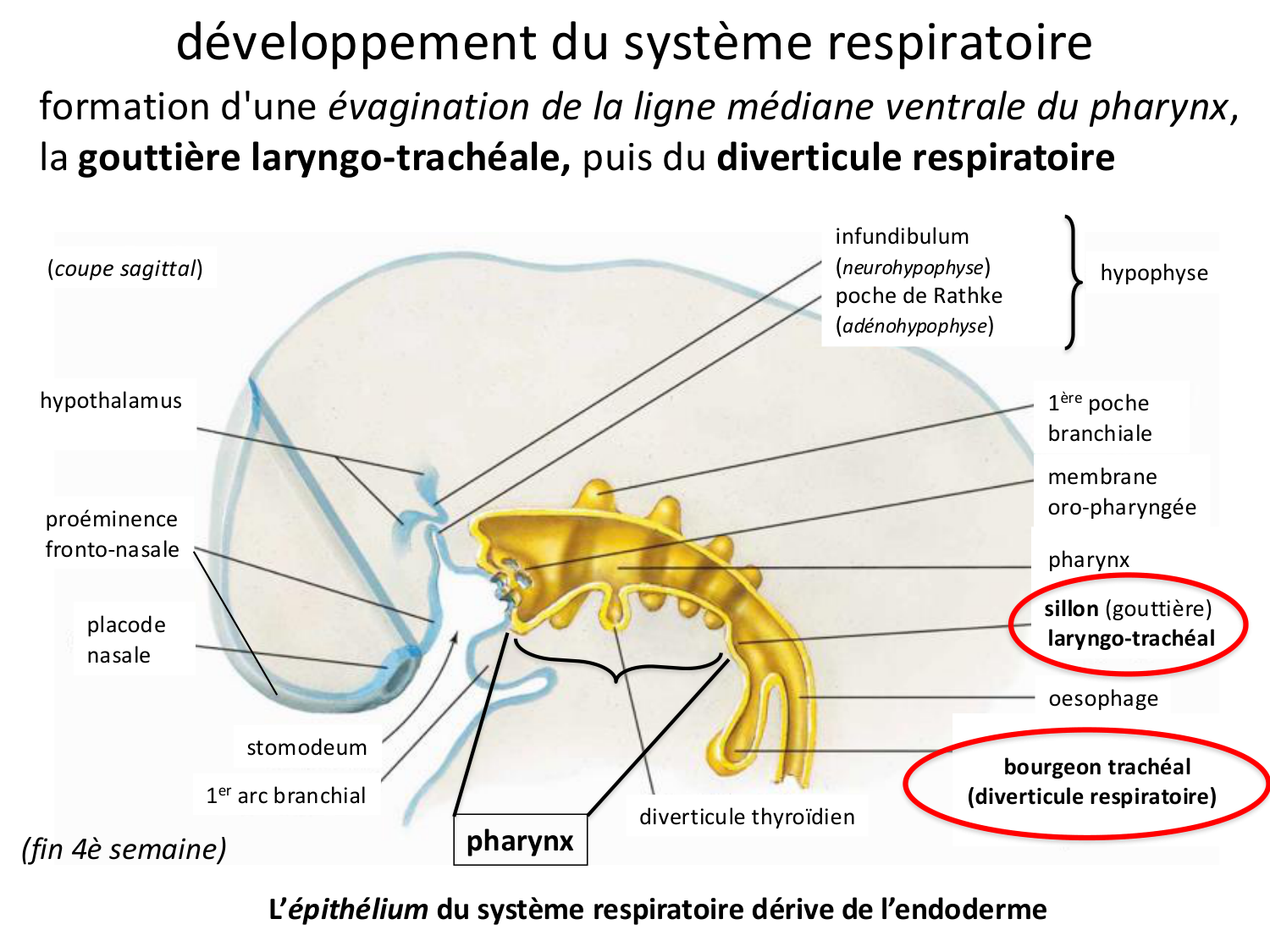 FACE, Arcs branchiaux, Diaphragme Système respiratoire 2026 page 4