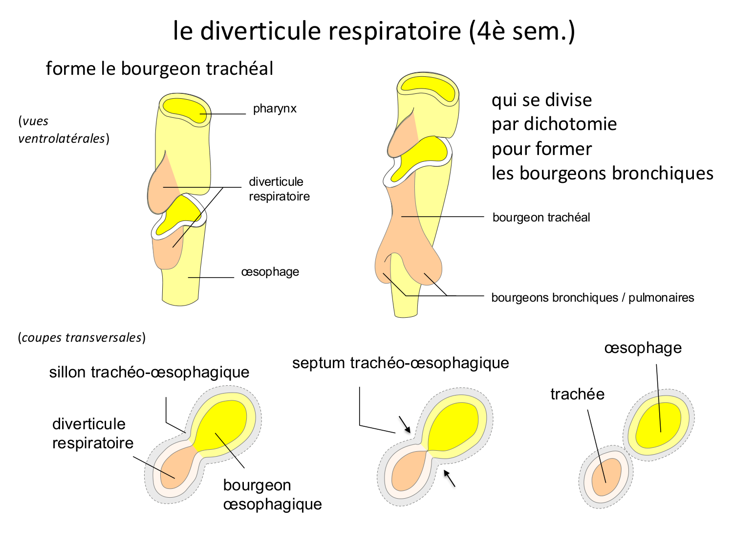 FACE, Arcs branchiaux, Diaphragme Système respiratoire 2026 page 5