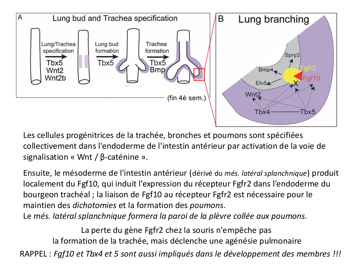 FACE, Arcs branchiaux, Diaphragme Système respiratoire 2026 page 6