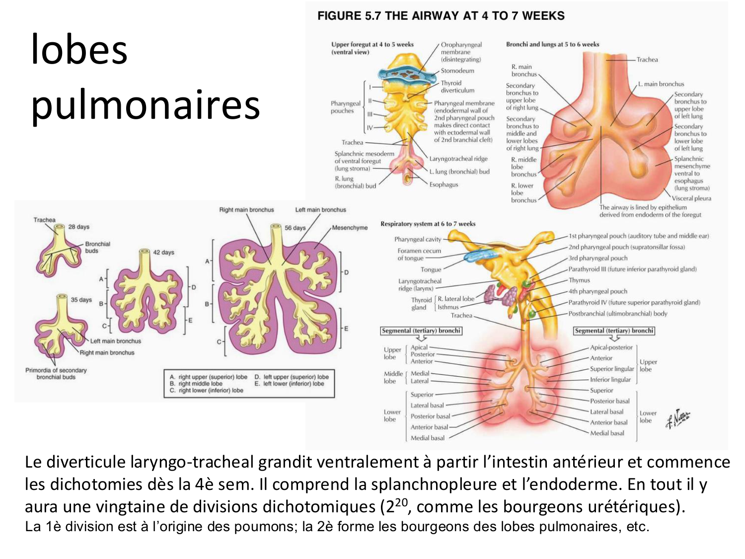 FACE, Arcs branchiaux, Diaphragme Système respiratoire 2026 page 7