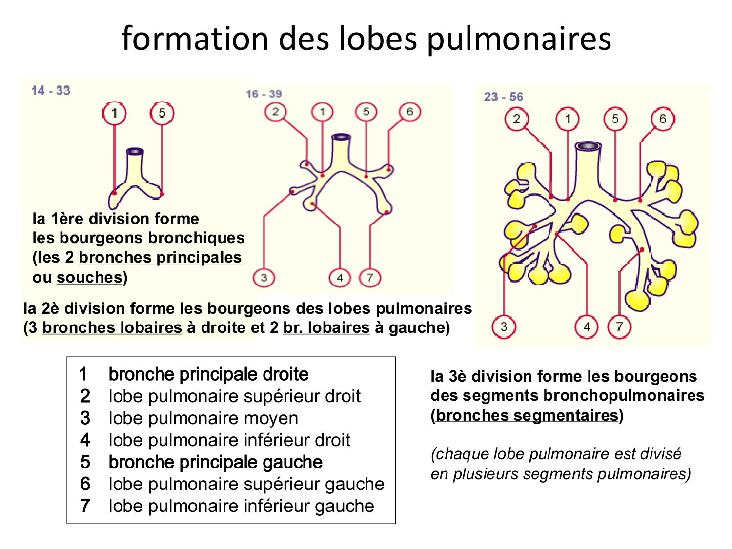 FACE, Arcs branchiaux, Diaphragme Système respiratoire 2026 page 8