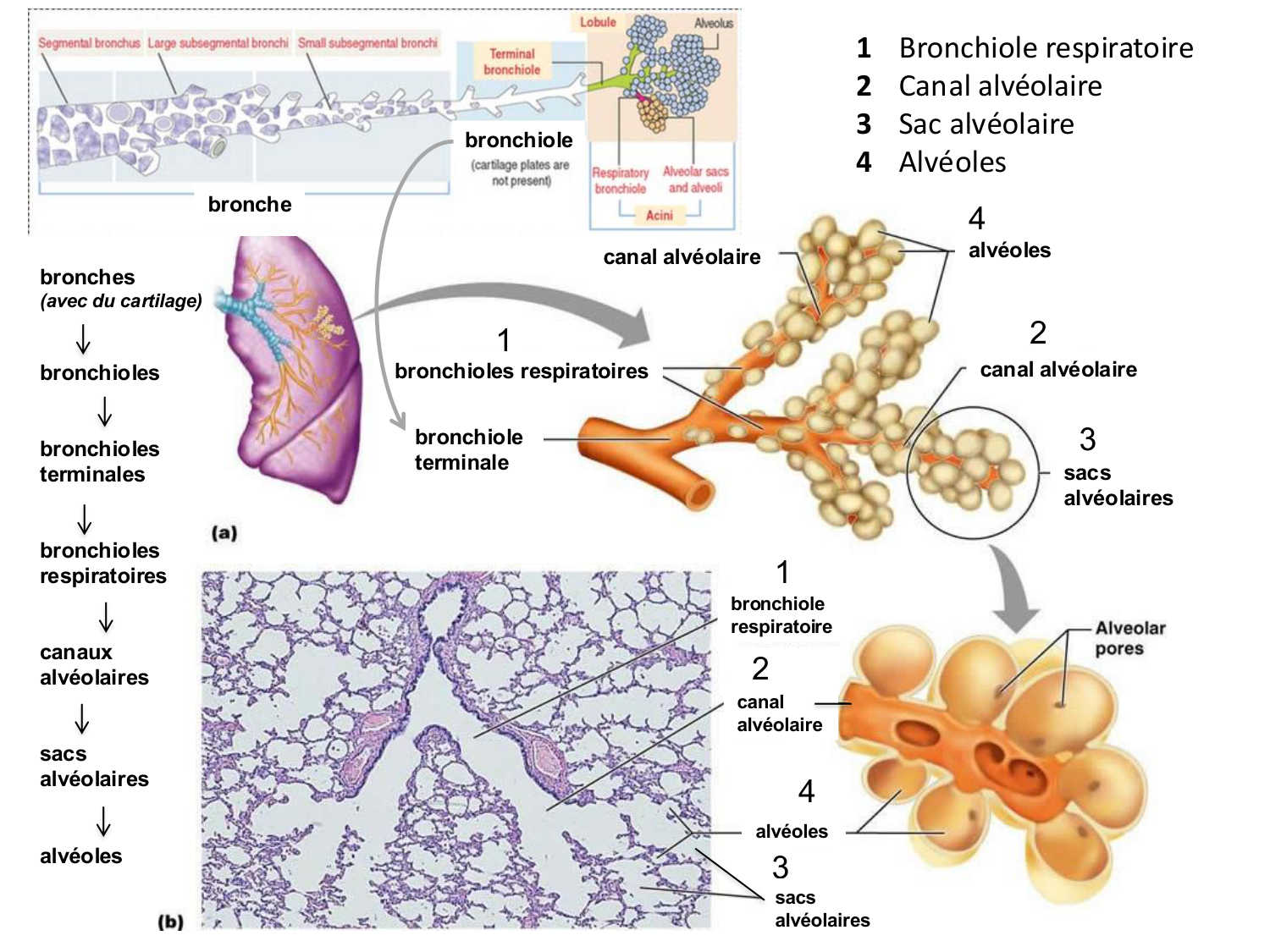 FACE, Arcs branchiaux, Diaphragme Système respiratoire 2026 page 9