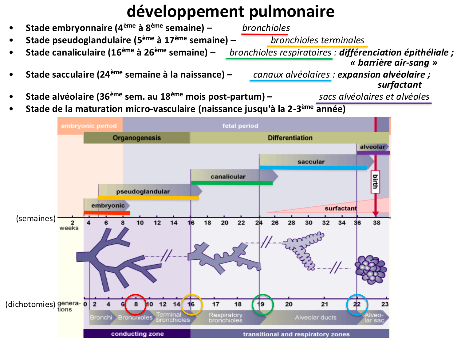 FACE, Arcs branchiaux, Diaphragme Système respiratoire 2026 page 10